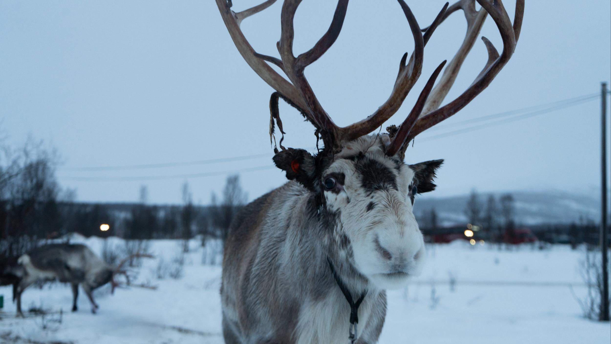 Reindeer Sledding with Chance of Northern Lights with Dinner