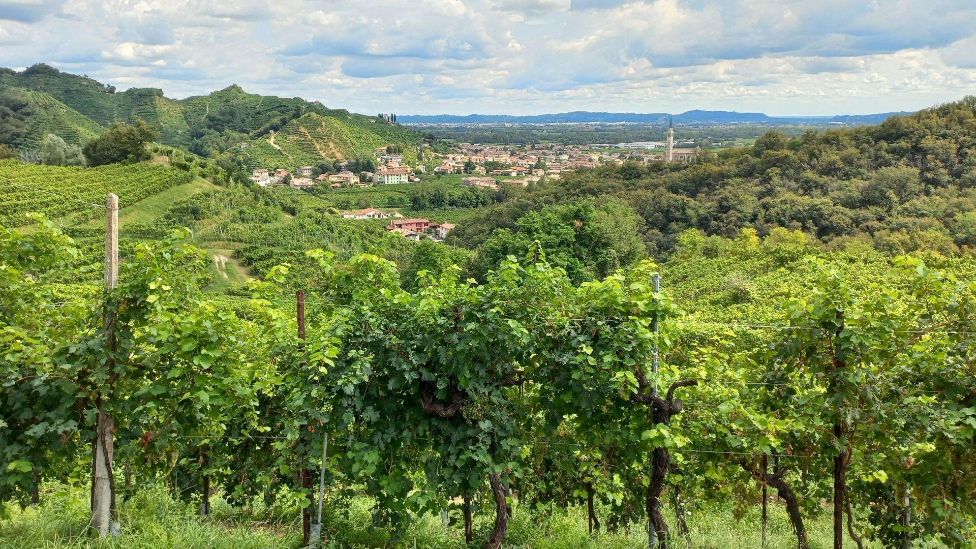 Prosecco Hills Day Trip: Two Winery Tastings from Venice or Treviso