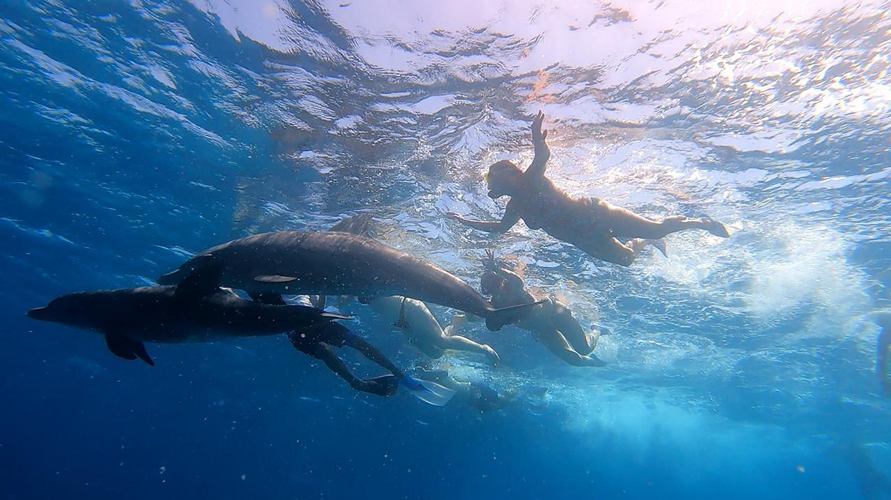 Sharm el-Sheikh: White Island & Ras Mohamed National Park Snorkeling Day Trip