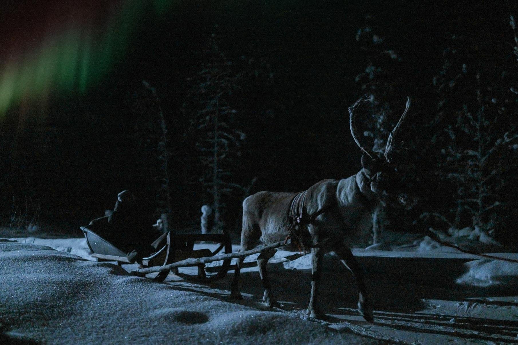 Rovaniemi Nighttime Reindeer Sleigh Safari
