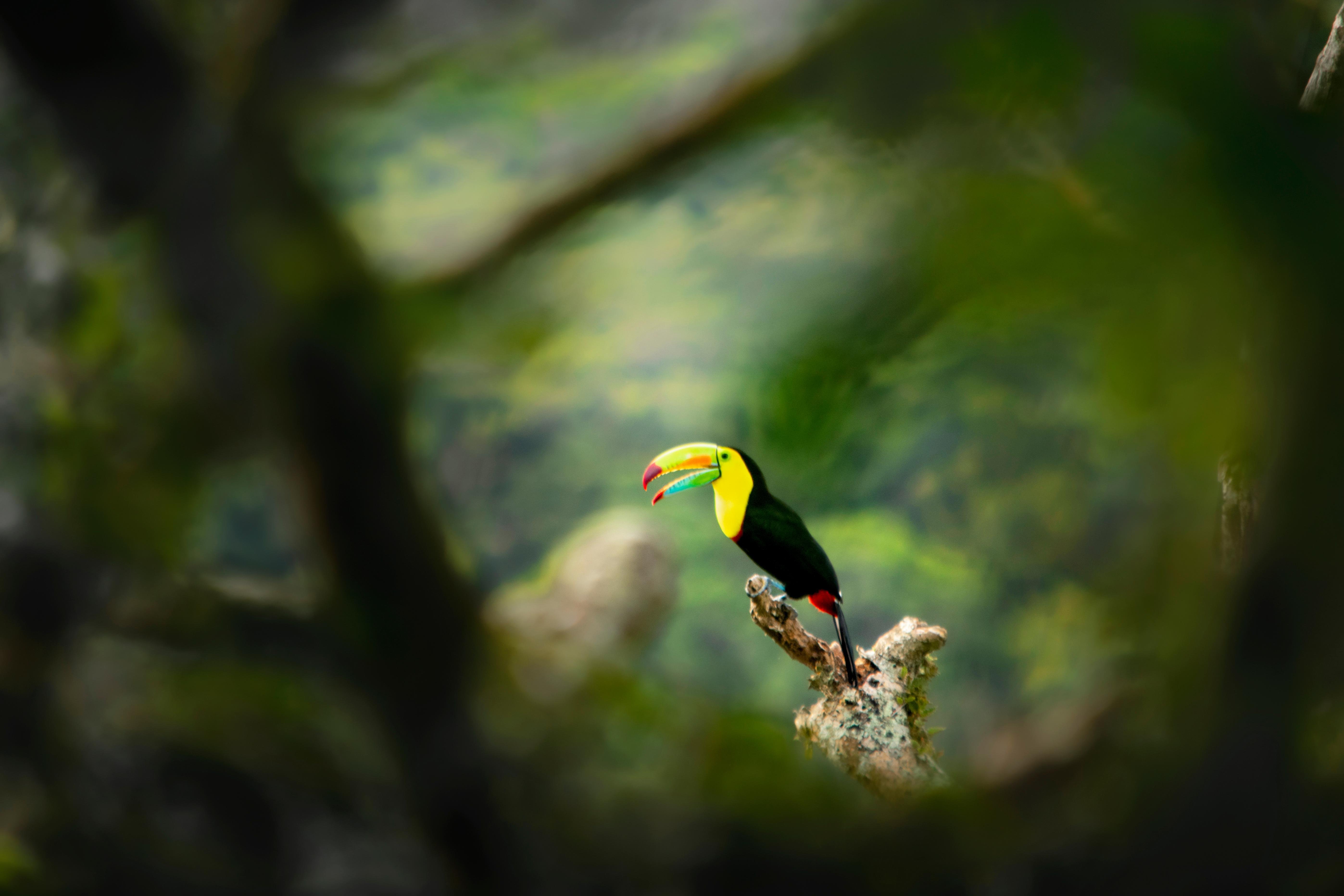 Curicancha Reserve Guided Cloud Forest Walk – Monteverde