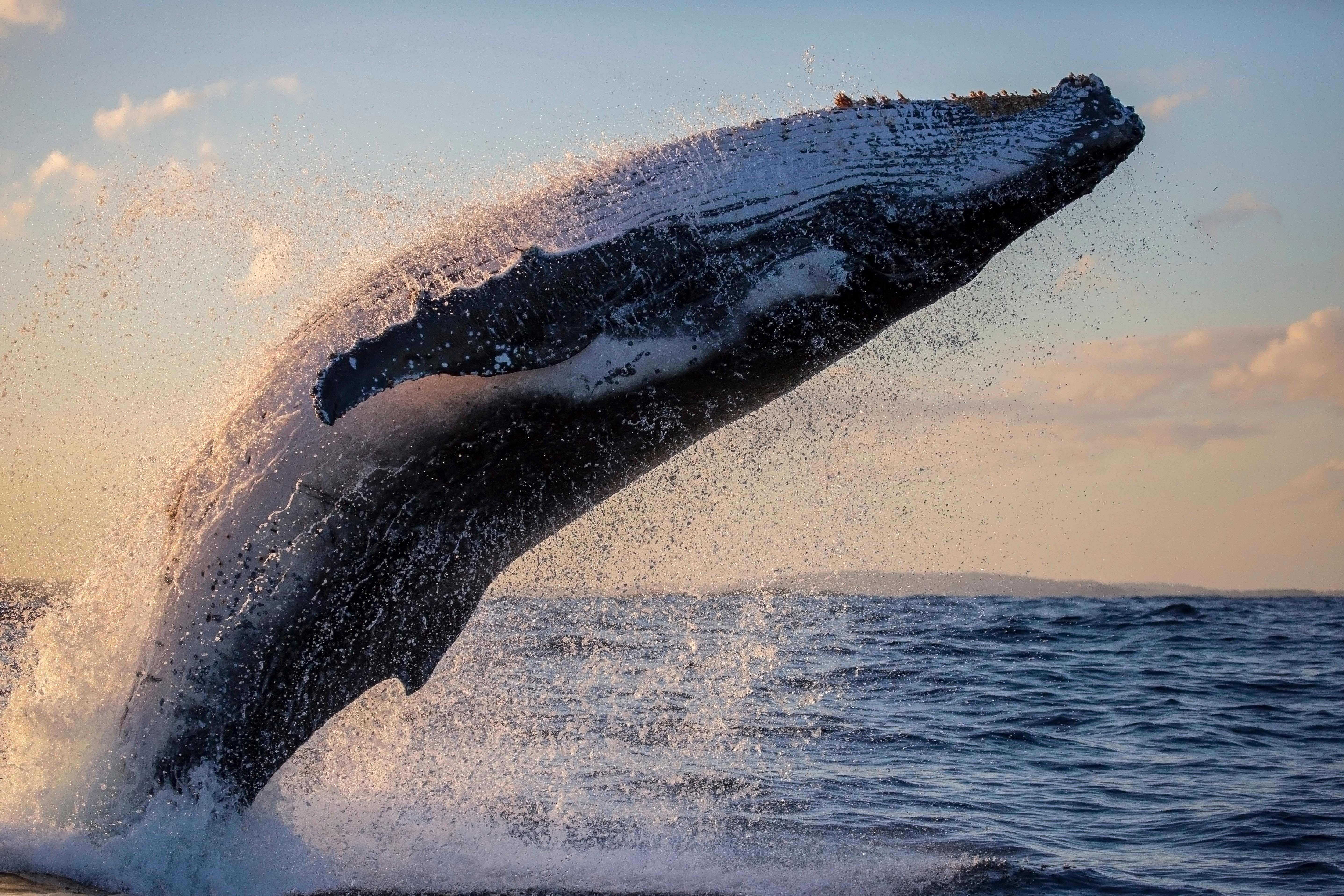 Sydney whale watching cruise — humpback whales off Sydney Harbour Heads — image 9