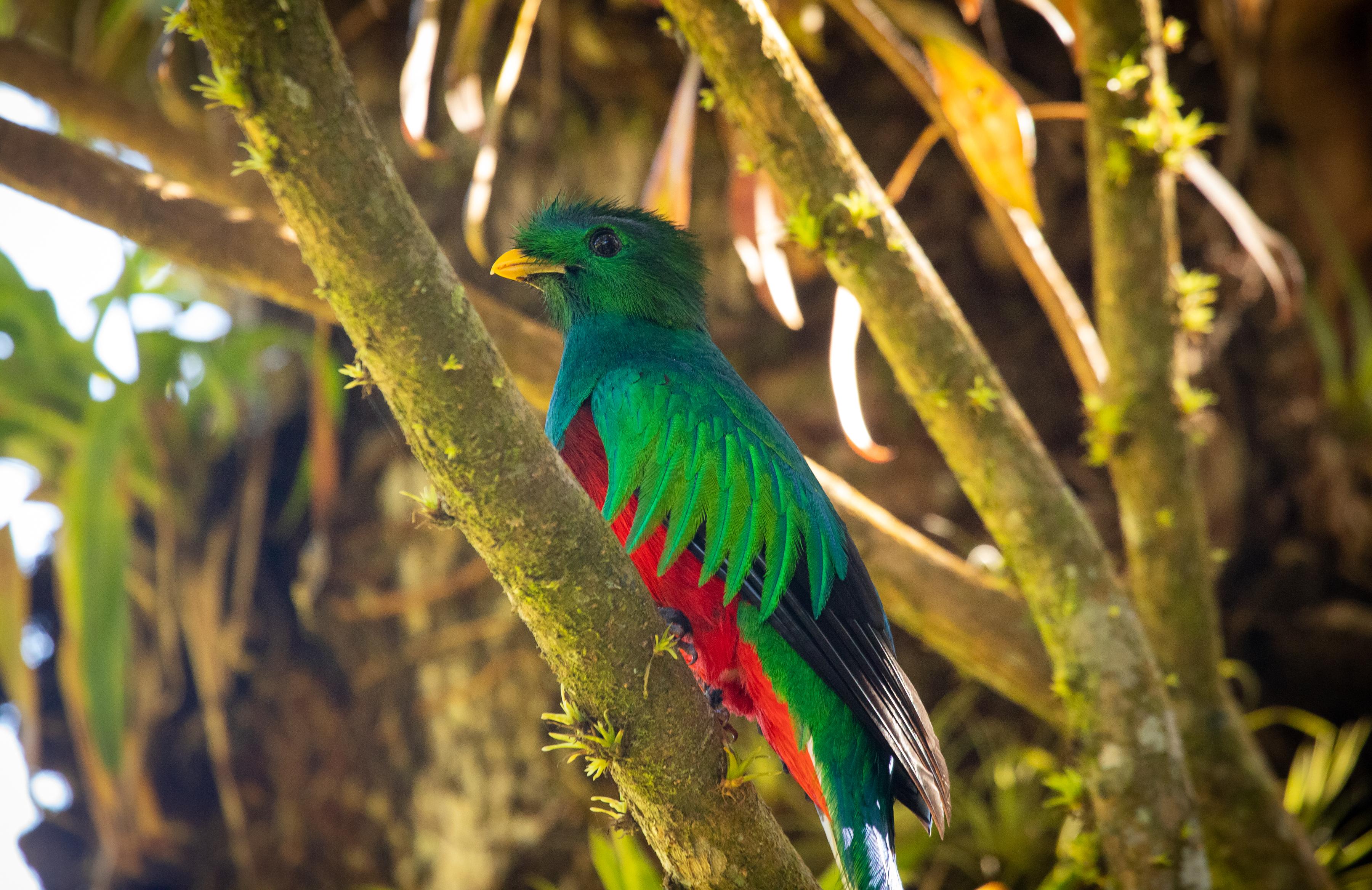 Monteverde Cloud Forest Guided Nature Walk with Naturalist