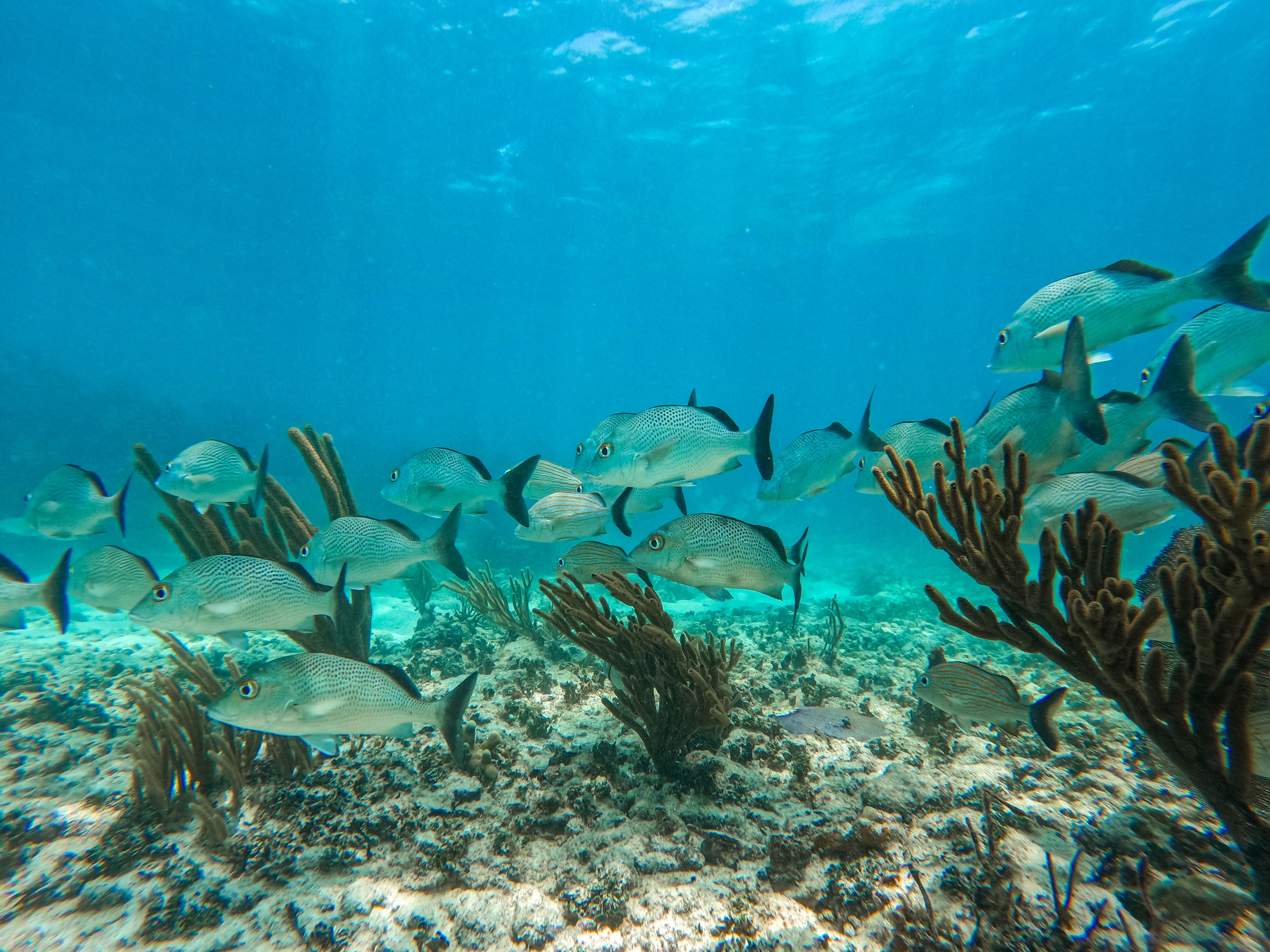 Tulum Reef Snorkeling: Two Sites in Two Hours