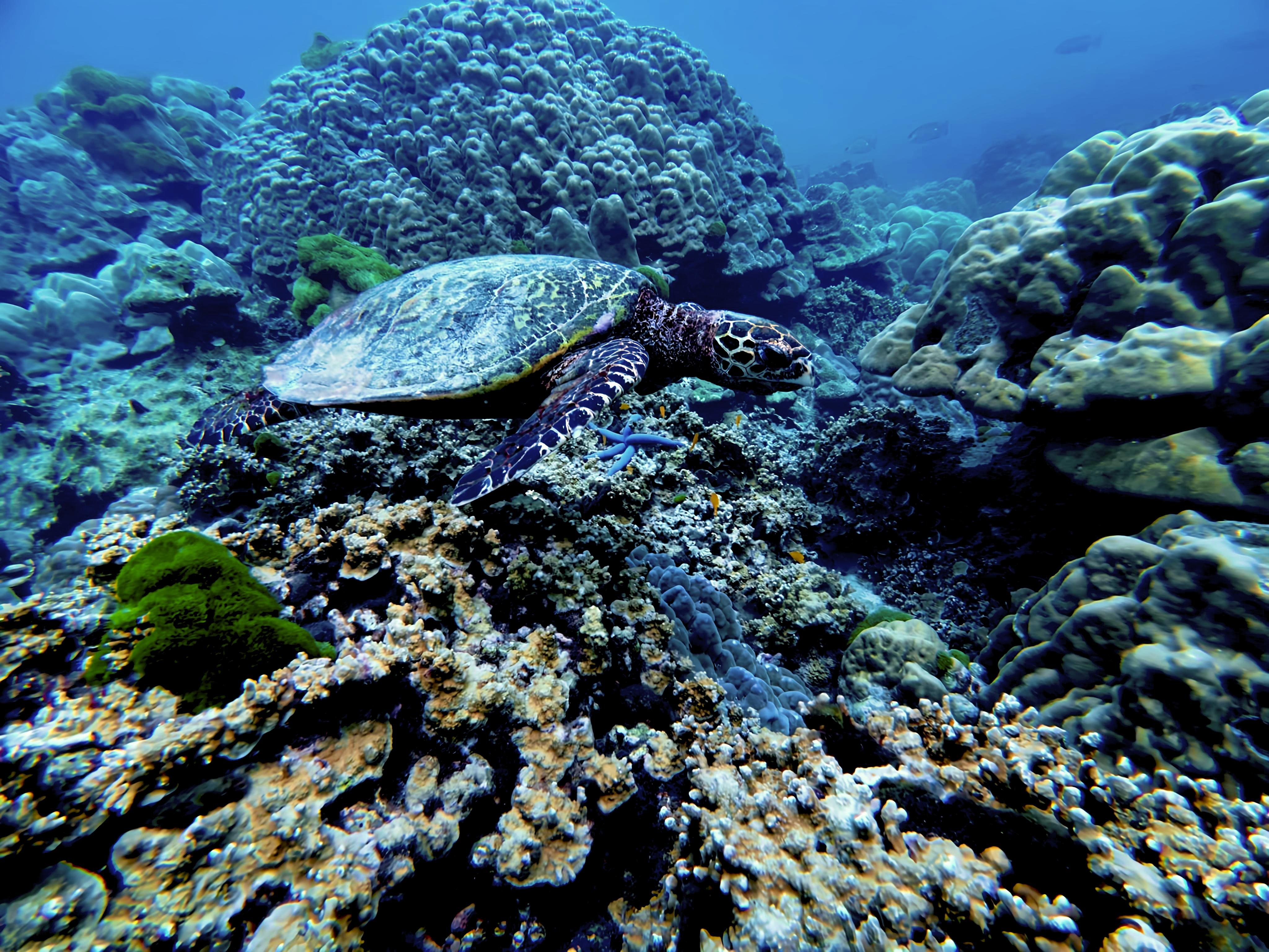 Phuket: Racha & Maiton Islands Scuba Diving for All Levels