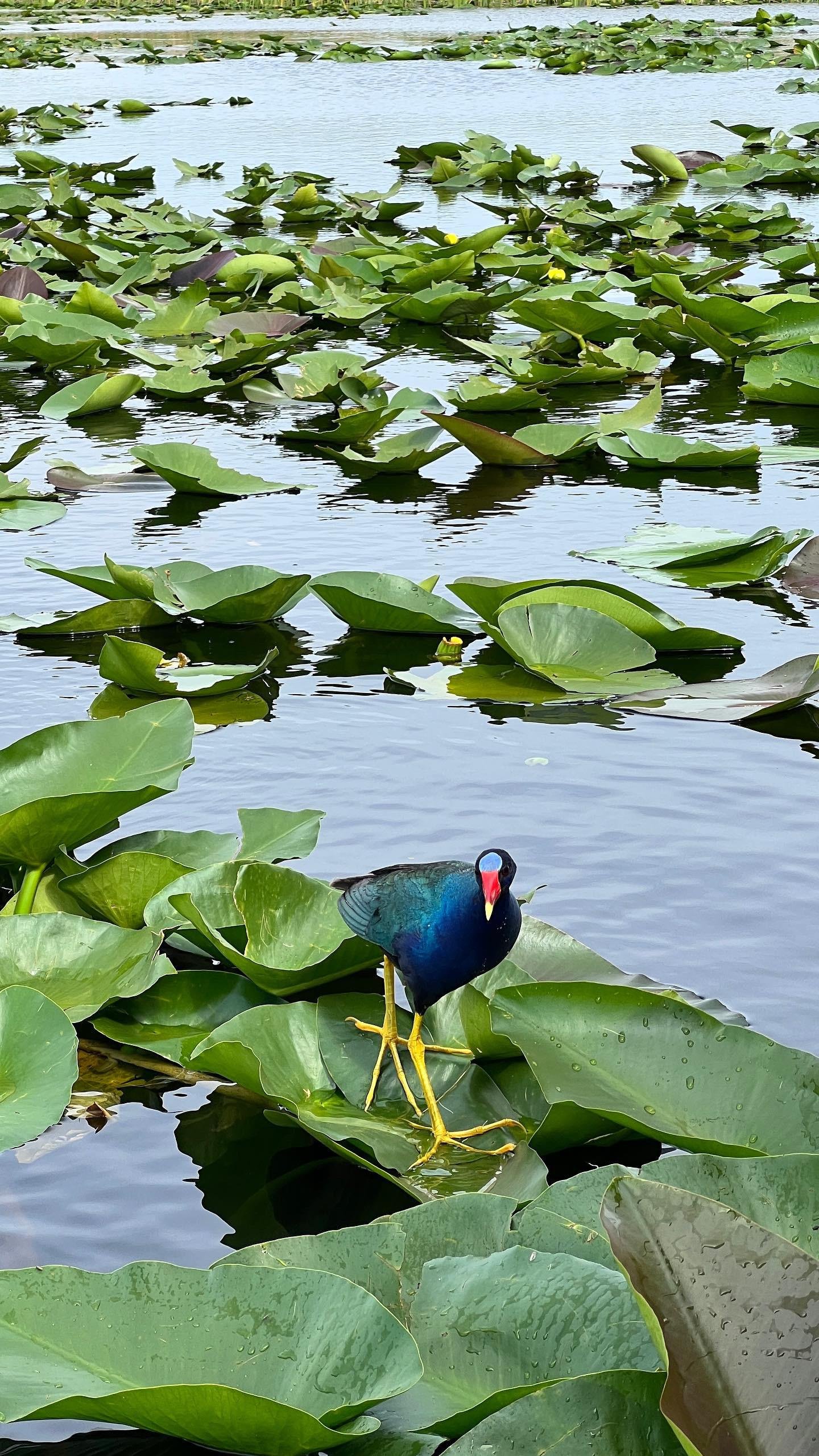 Everglades Airboat Adventure with Miami Transportation