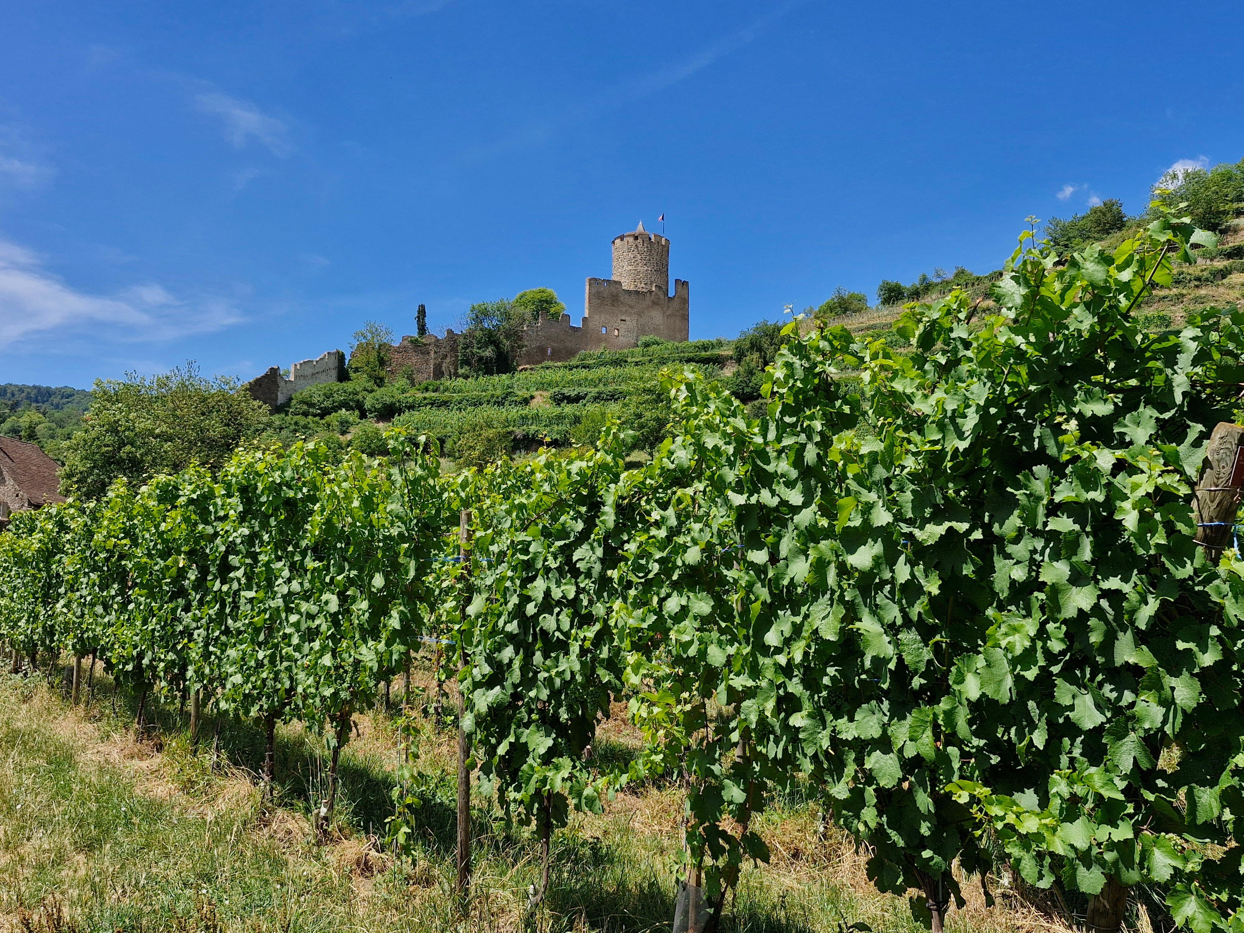 Private Alsace Wine Route Tour: 4 Historic Villages from Colmar