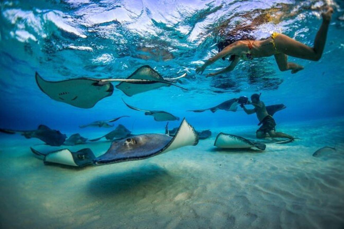Grand Cayman Stingray City & Reef Snorkeling Adventure
