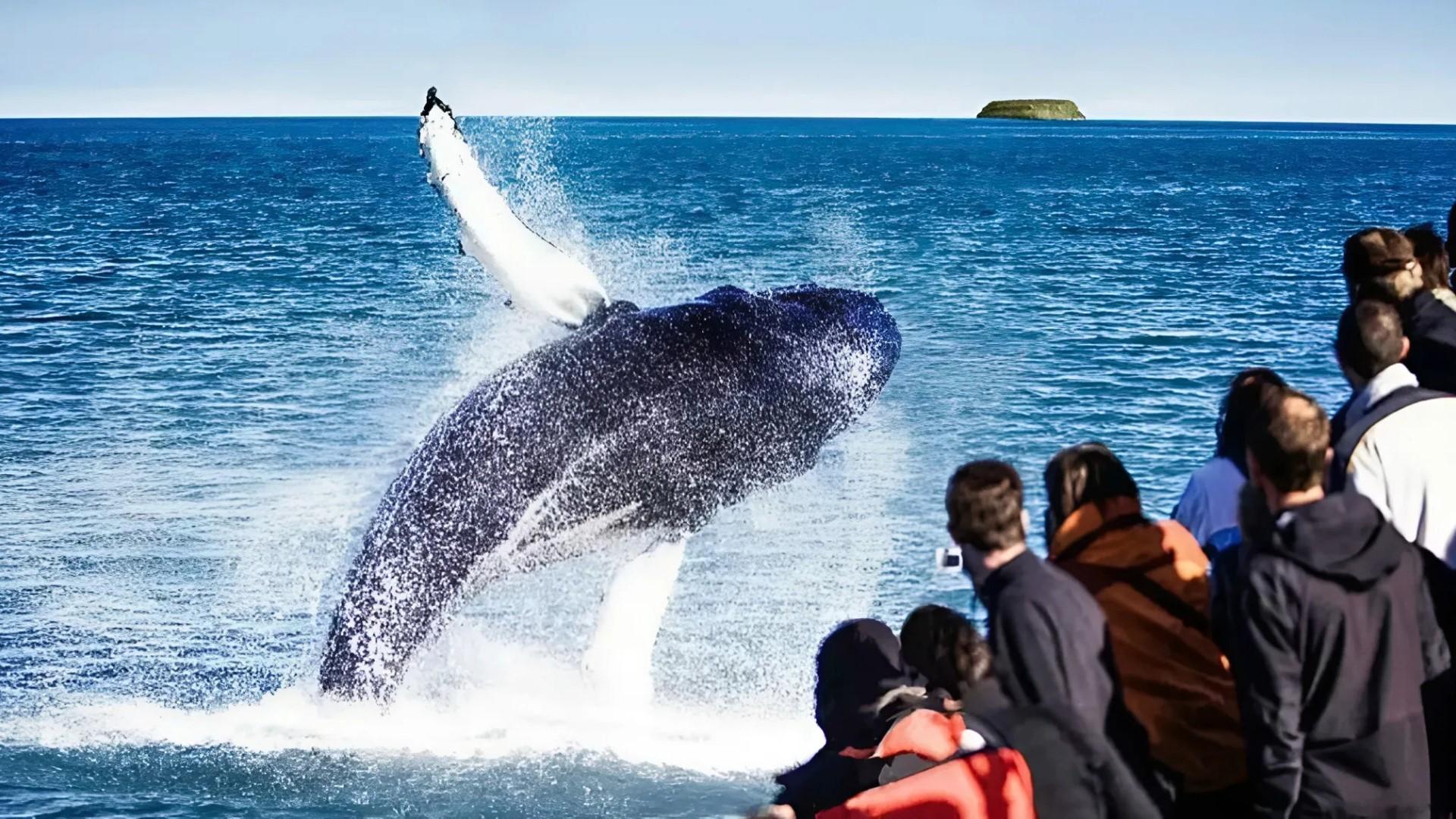 Lake Mývatn, GeoSea Baths & Húsavík Whale Watching Day Tour from Akureyri