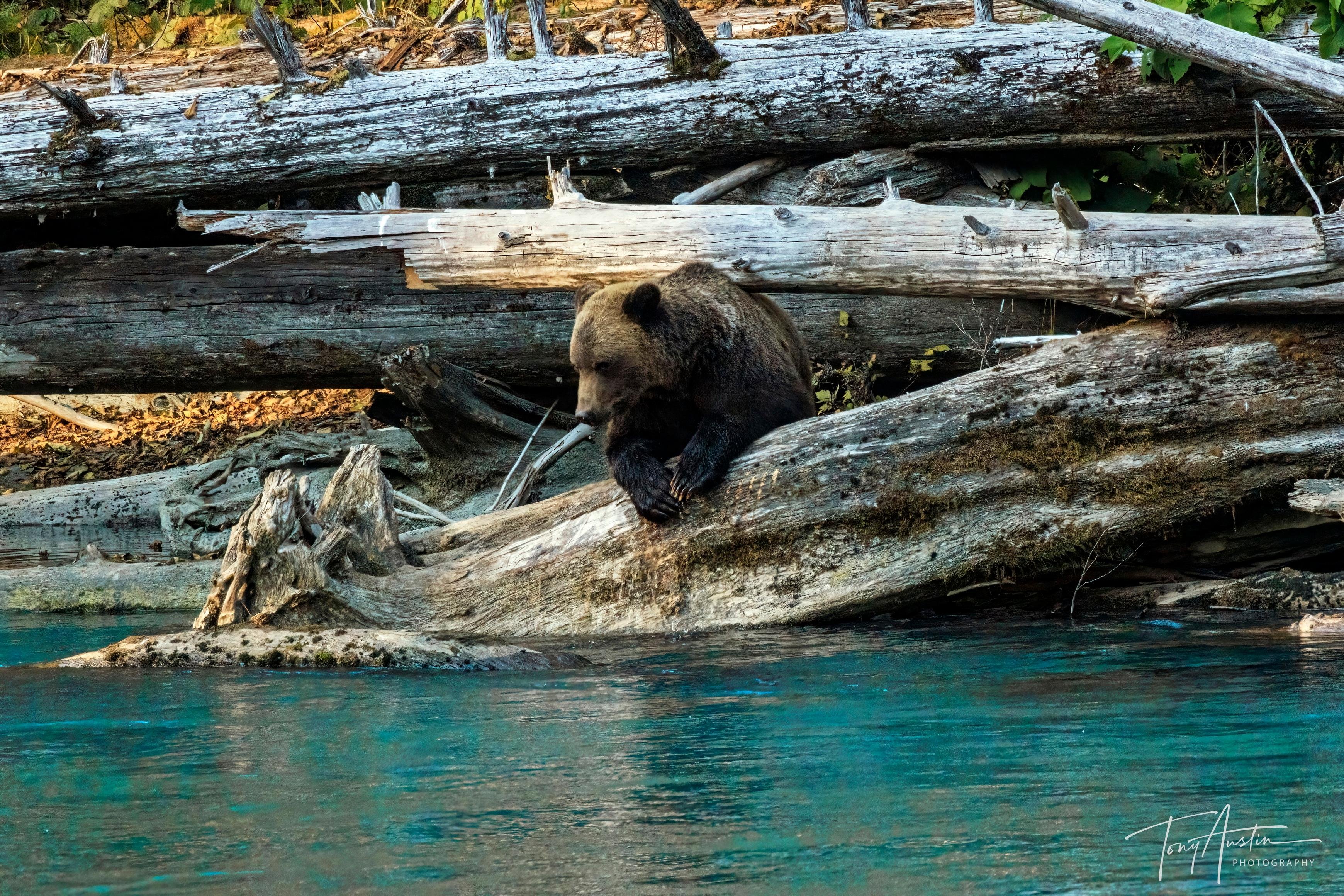 Campbell River Grizzly Bear & Marine Wildlife Expedition