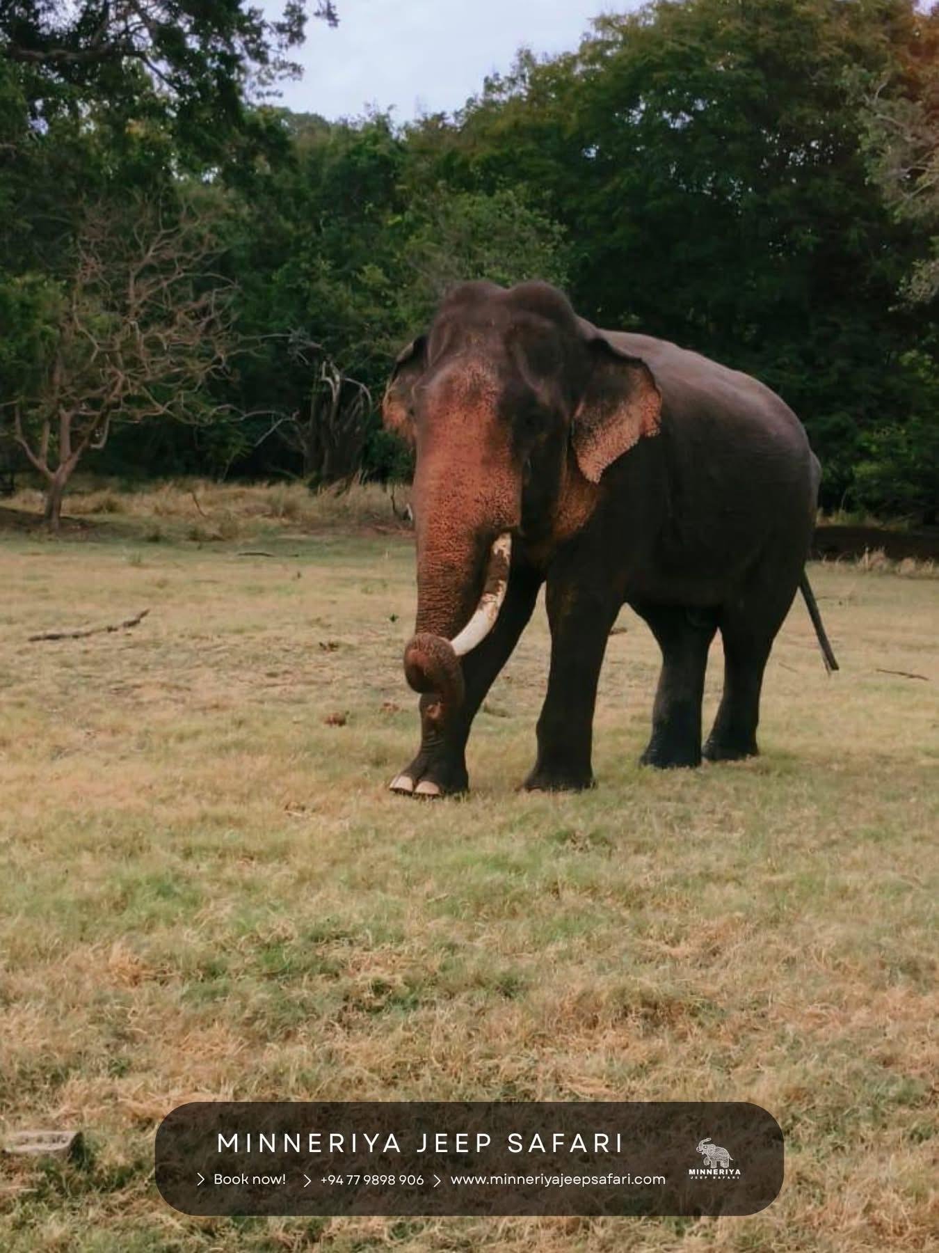 Minneriya National Park Wildlife Safari from Sigiriya