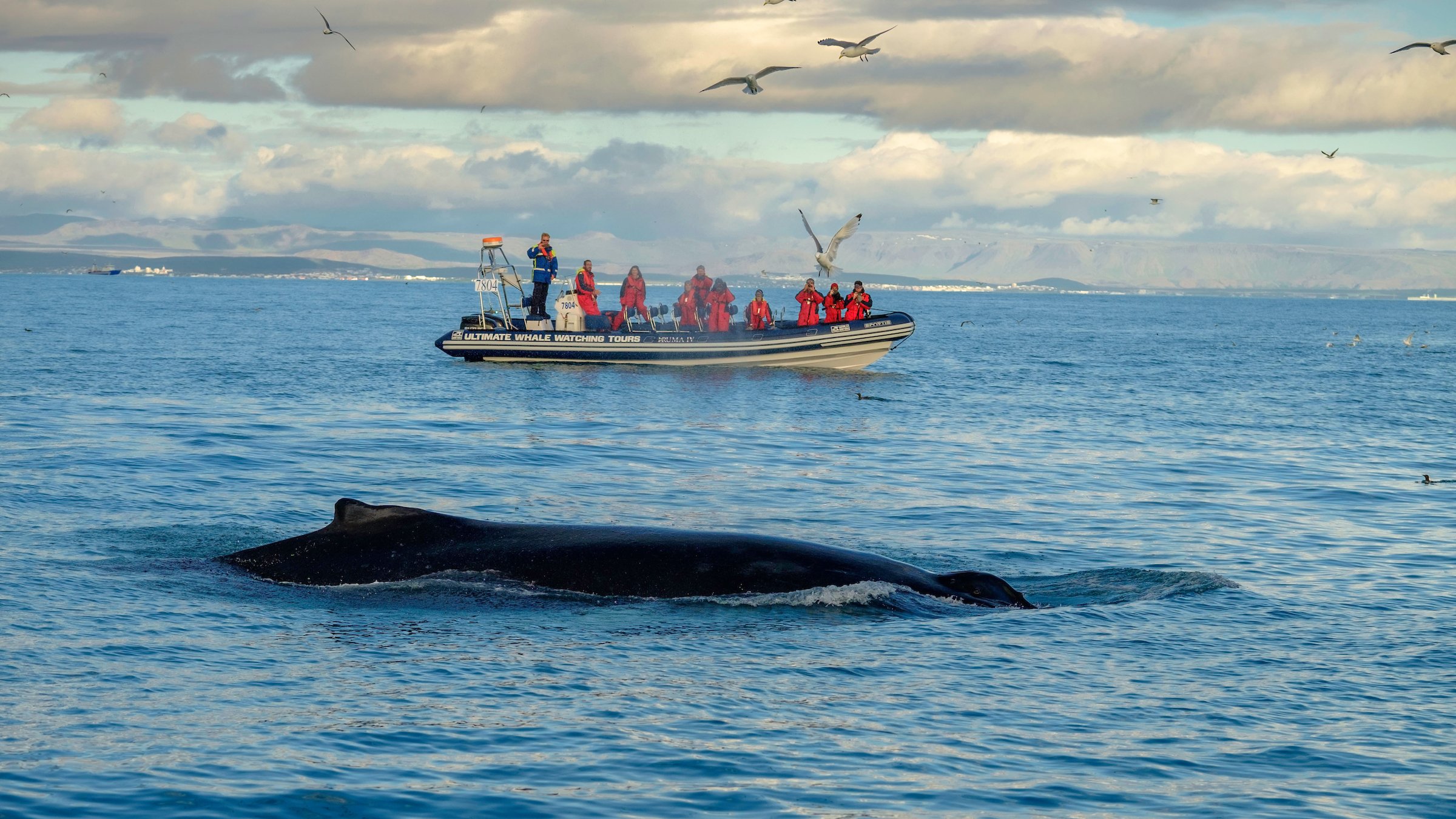 Whale & Puffin Watching RIB Boat Adventure