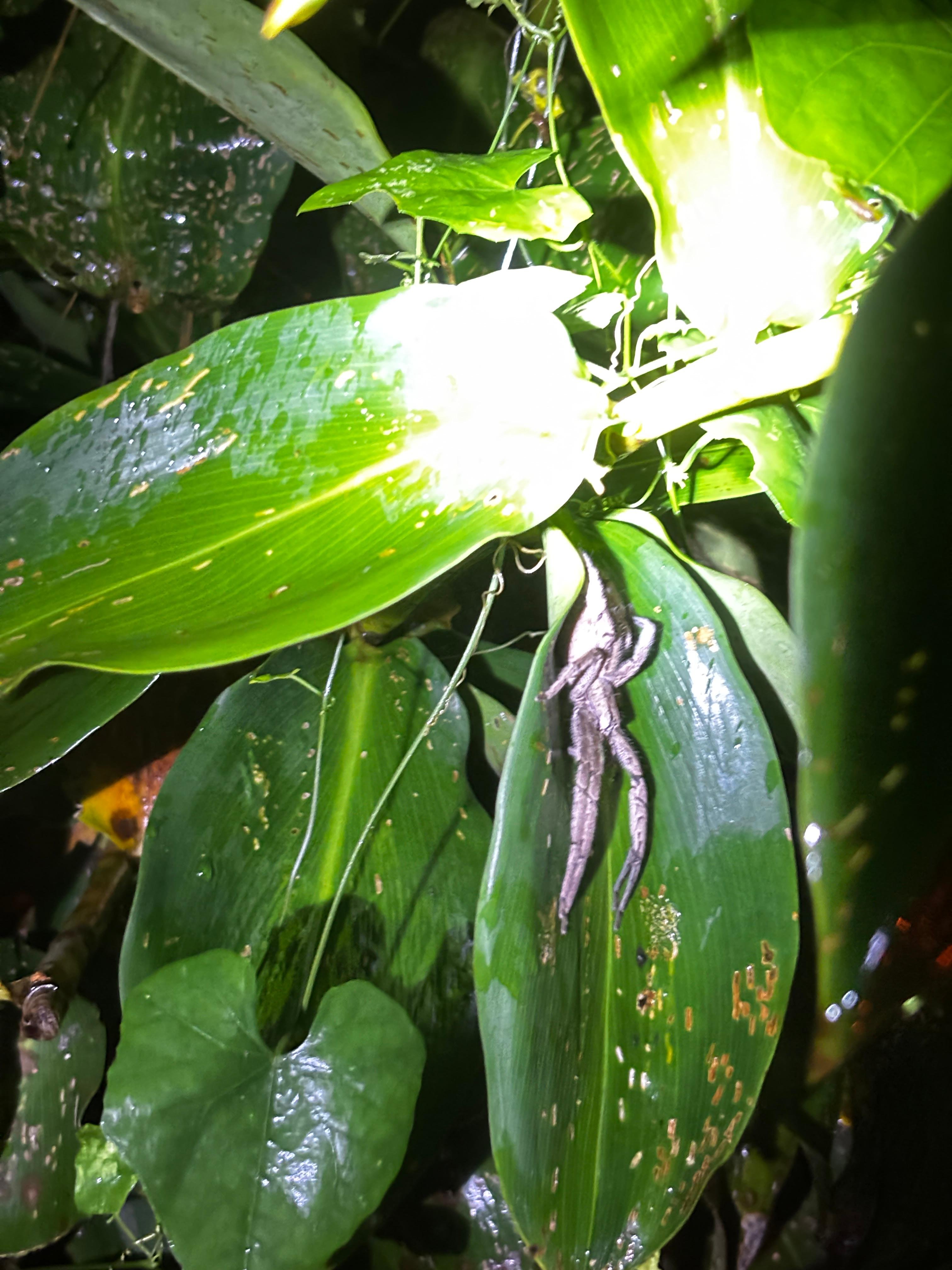 Tortuguero 2-Day Eco Adventure: Canoe, Jaguar Trail, Night Walk & Turtle Nesting