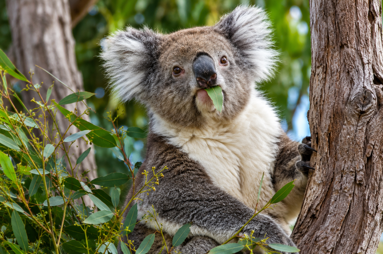 Perth Day Trip: Pinnacles, Koalas & Lancelin Dunes