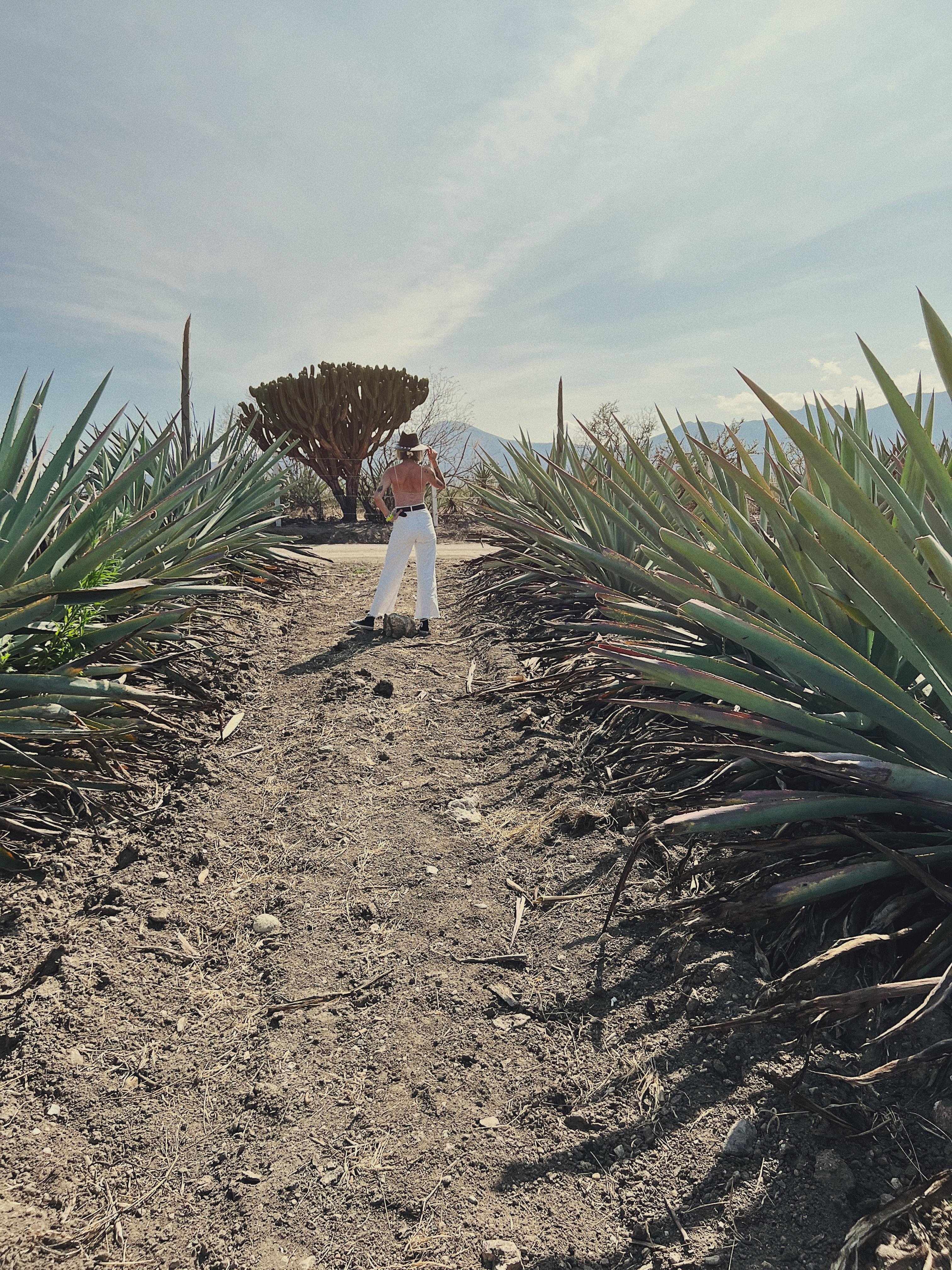 mezcal tasting in Oaxaca — photo 14