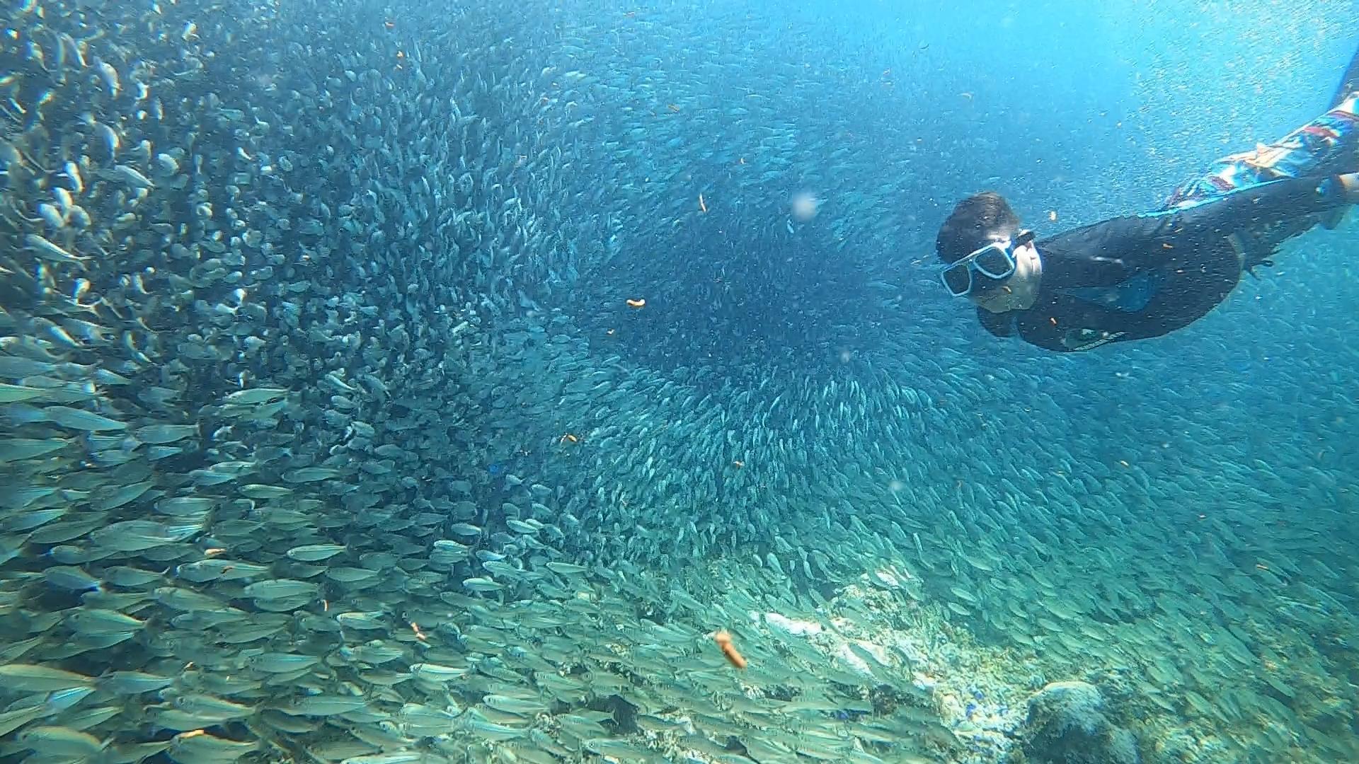 Cebu Full-Day Adventure: Whale Sharks, Kawasan Falls & Moalboal Sardines
