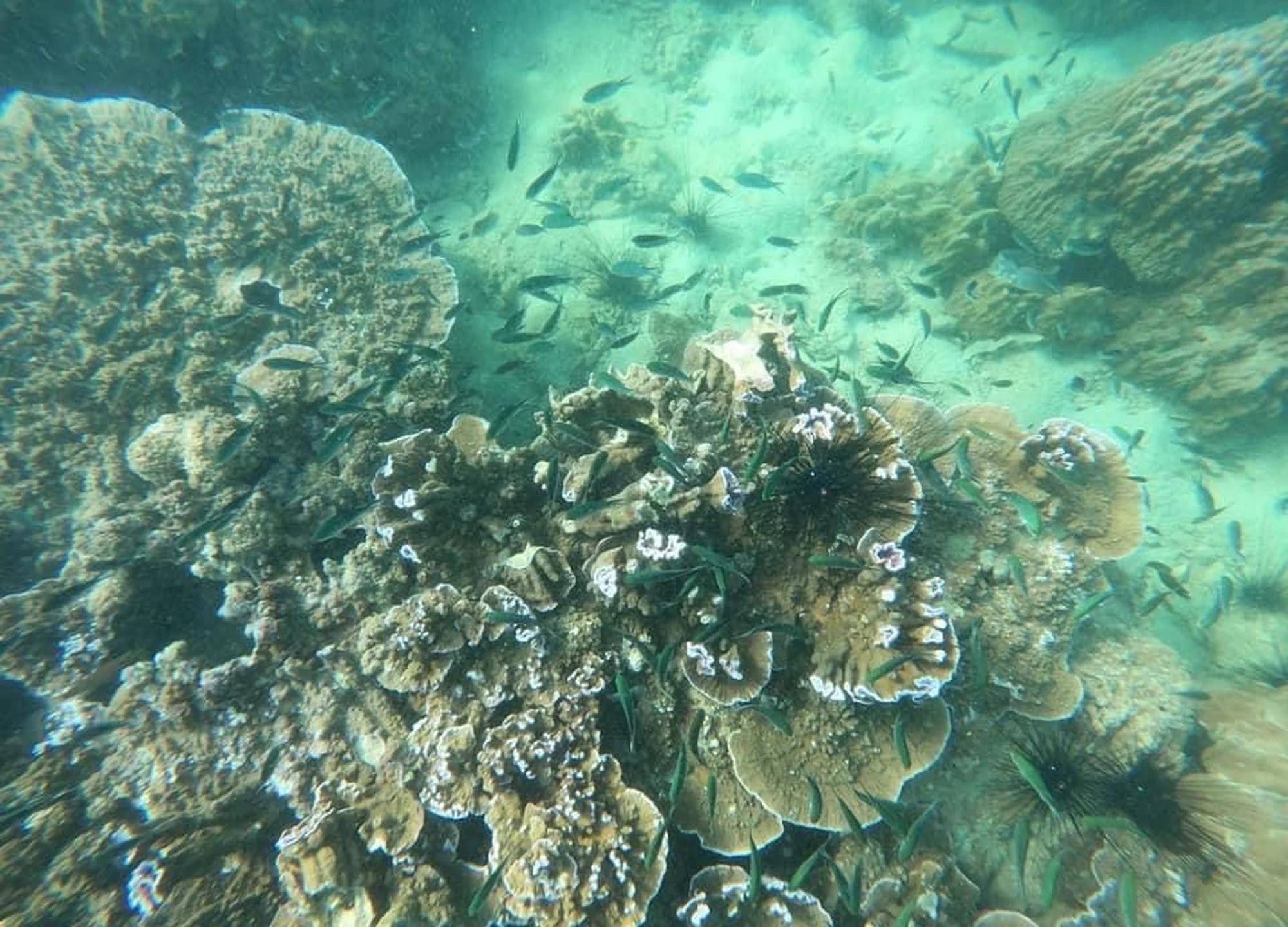 Pattaya: Coral Island Snorkeling and Kayaking Adventure