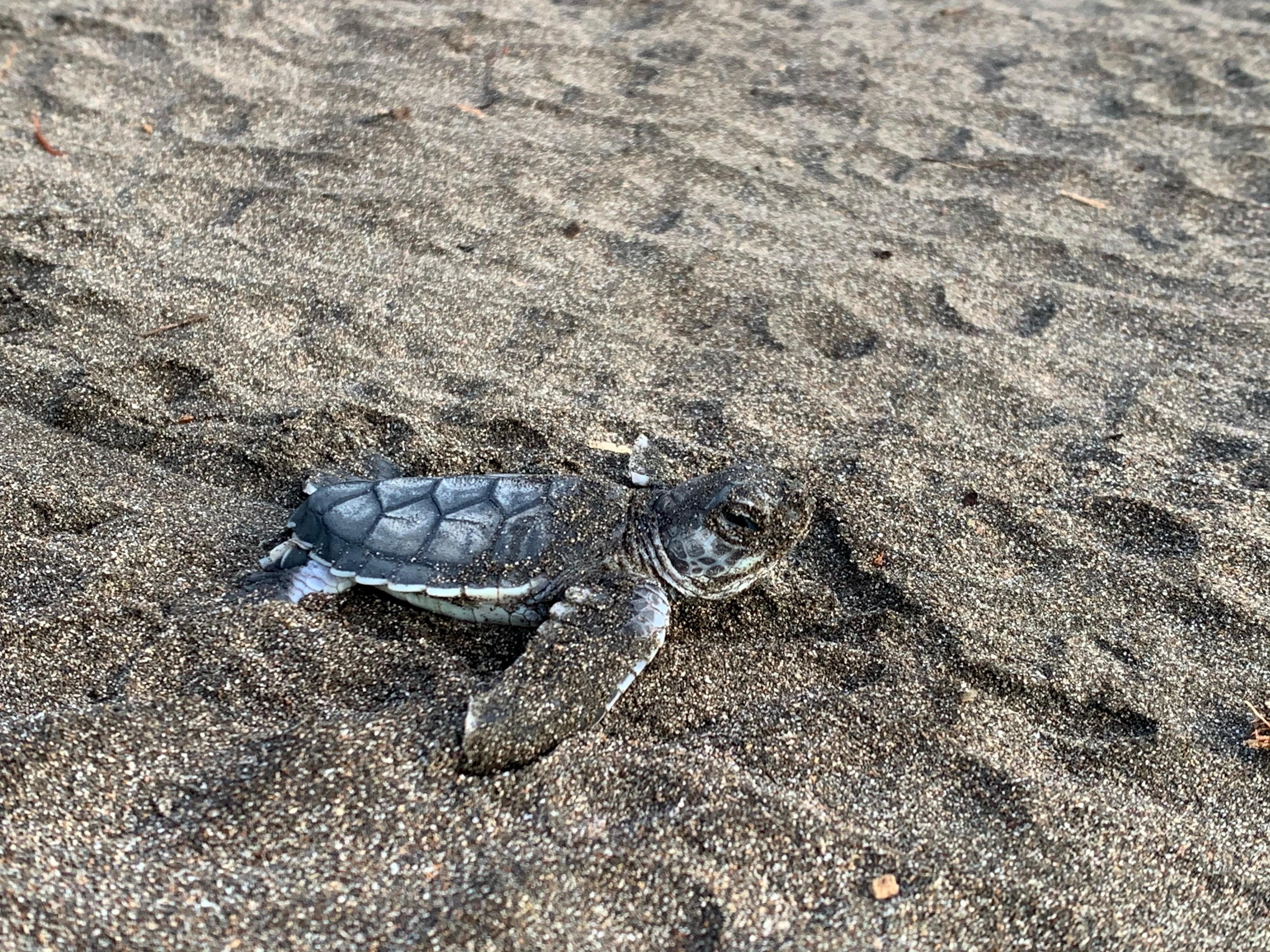 Tortuguero Night Turtle Nesting Tour