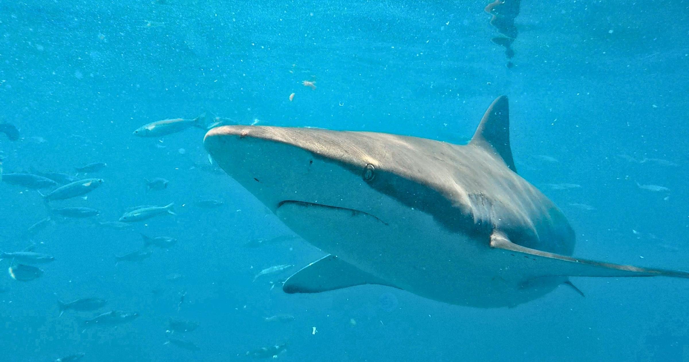 Gansbaai Eco Shark Cage Diving from Cape Town