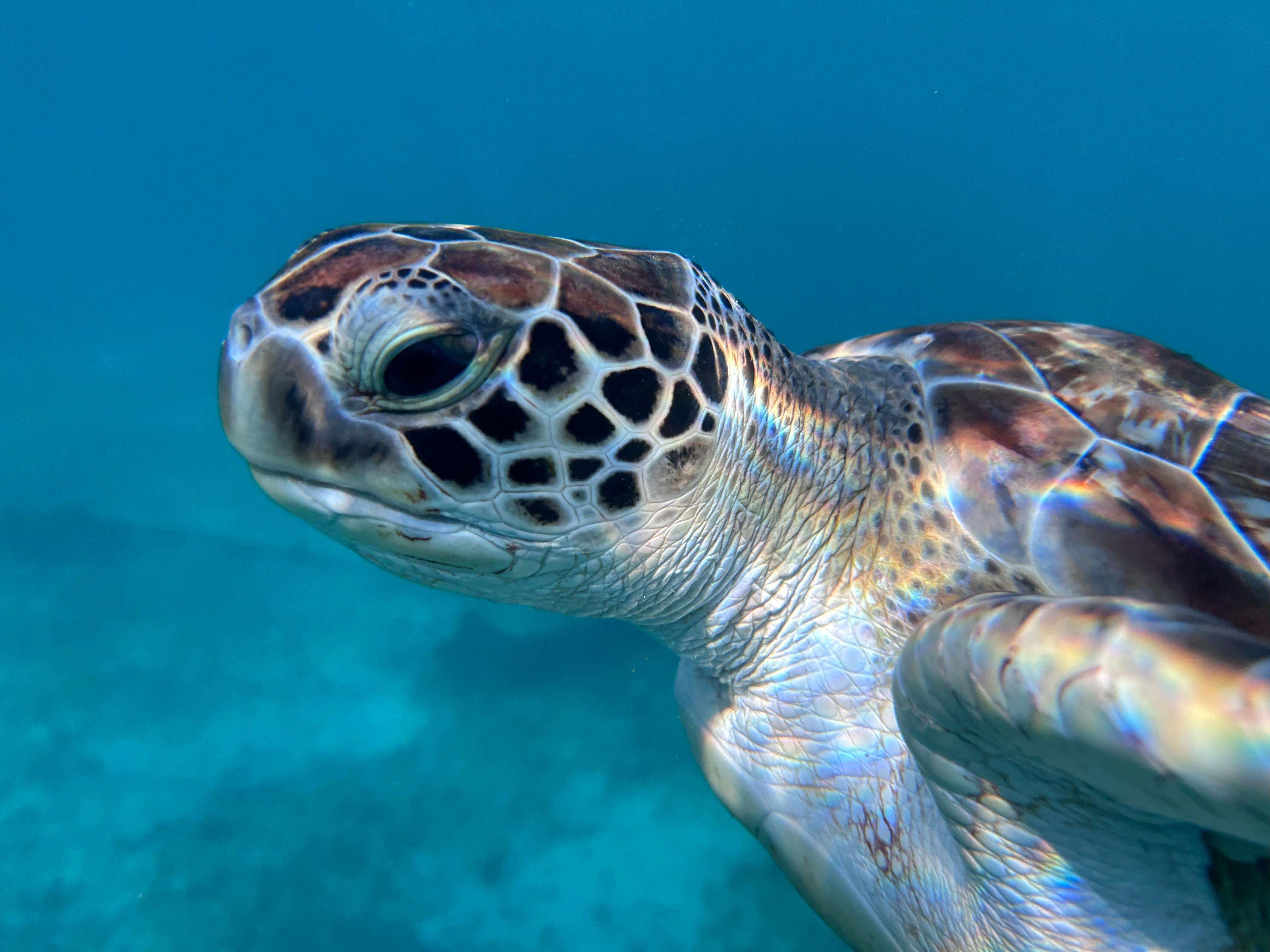 Tulum Two-Stop Reef Snorkel Tour
