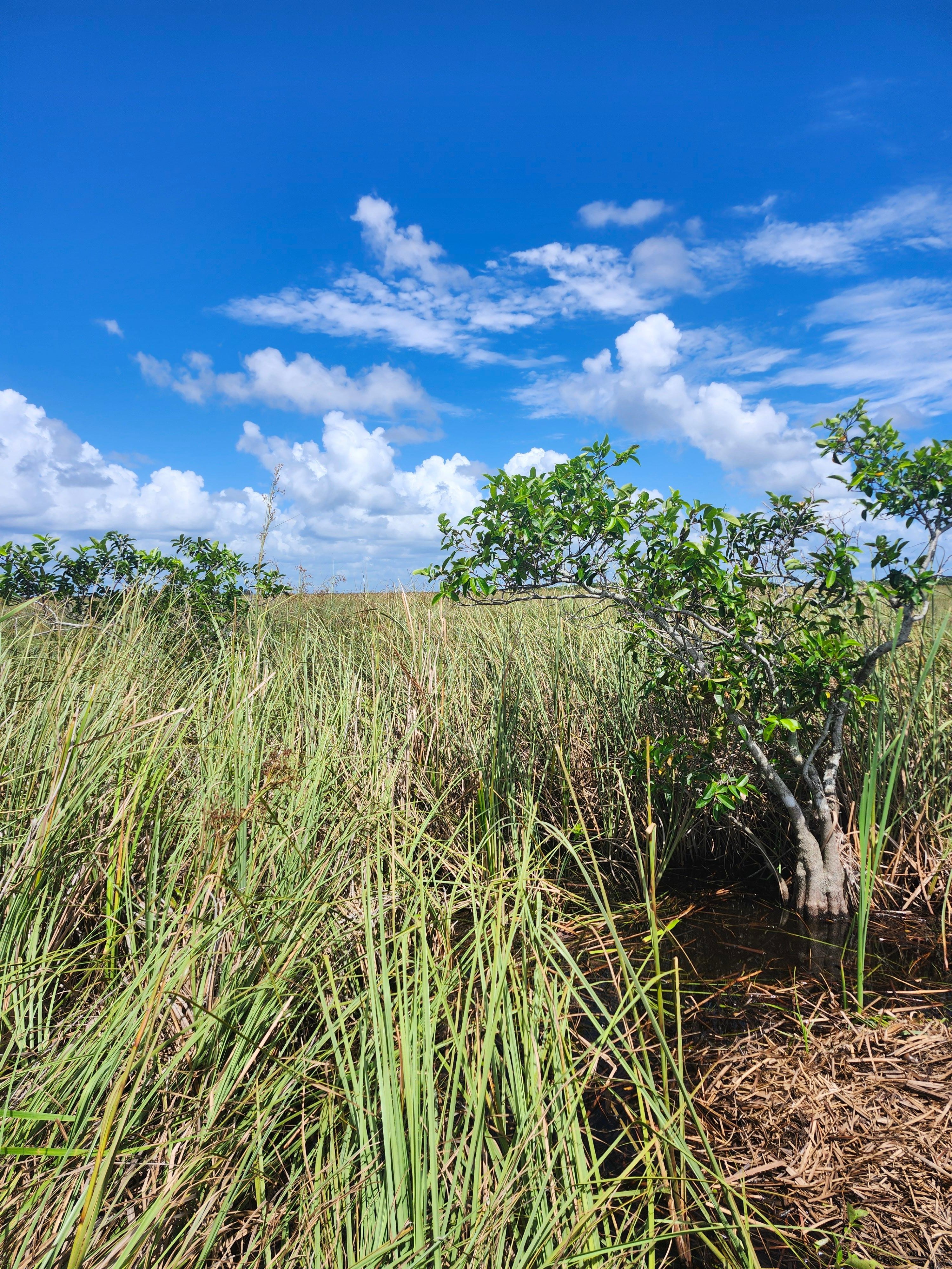 Small-Group Everglades Eco-Adventure & Private Islands Tour