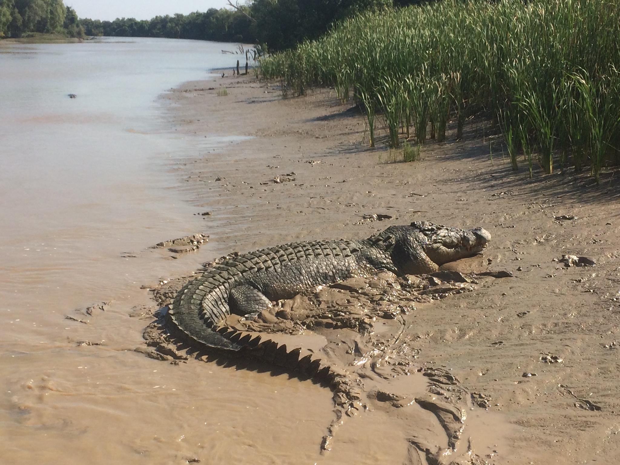Adelaide River Jumping Crocodile Cruise