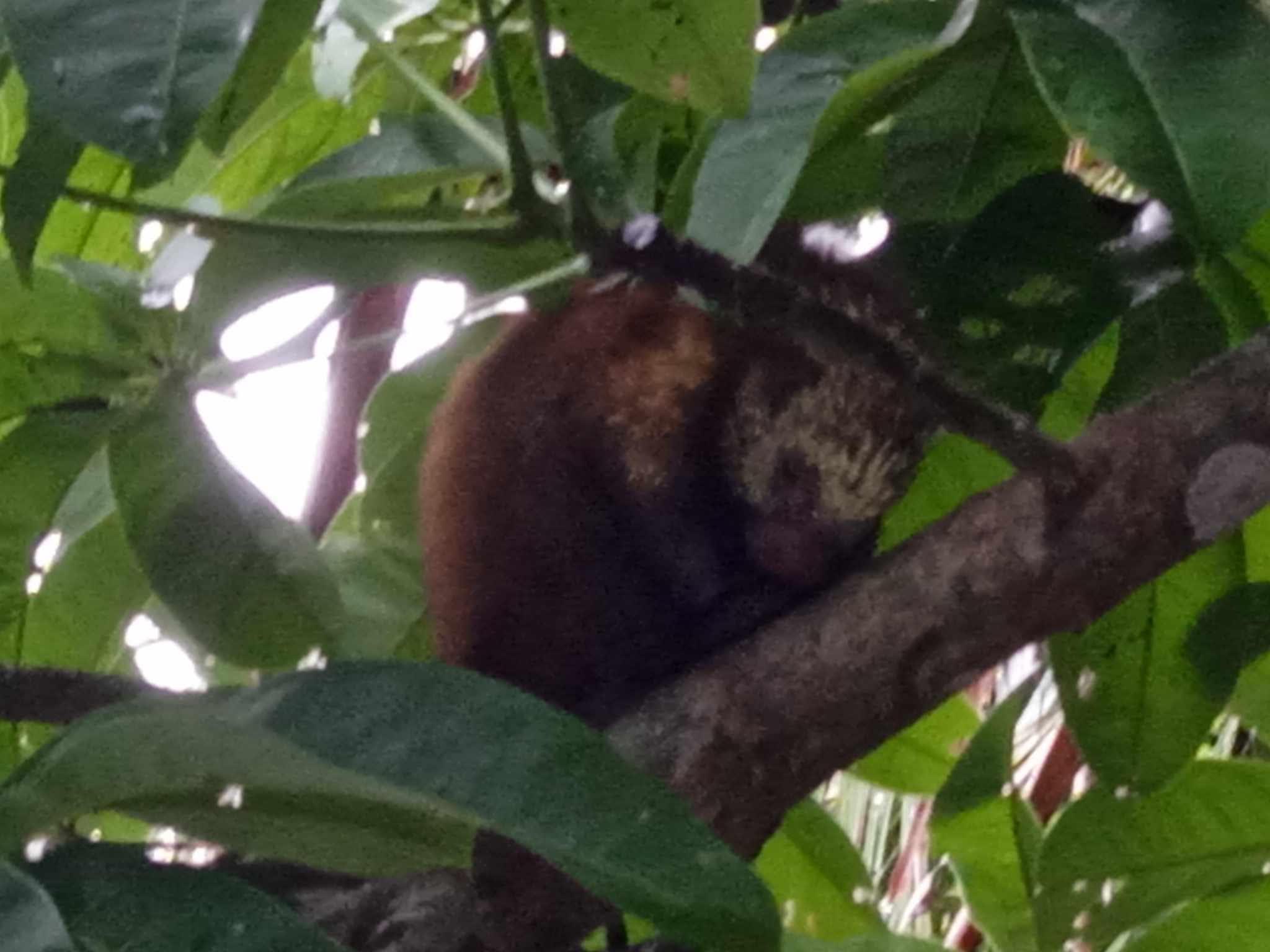 Tortuguero National Park Canoe Wildlife Tour