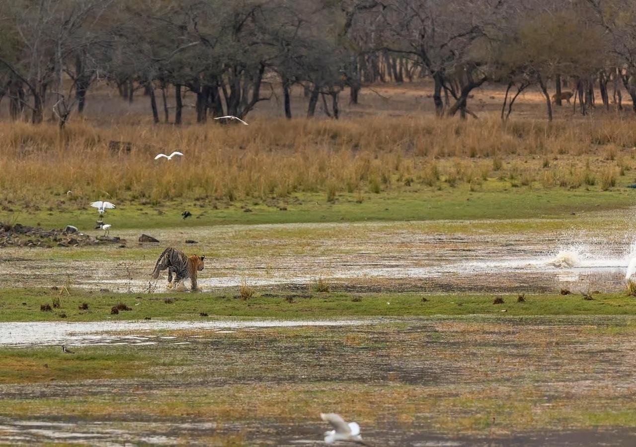 2-Day Ranthambore Tiger Safari from Delhi