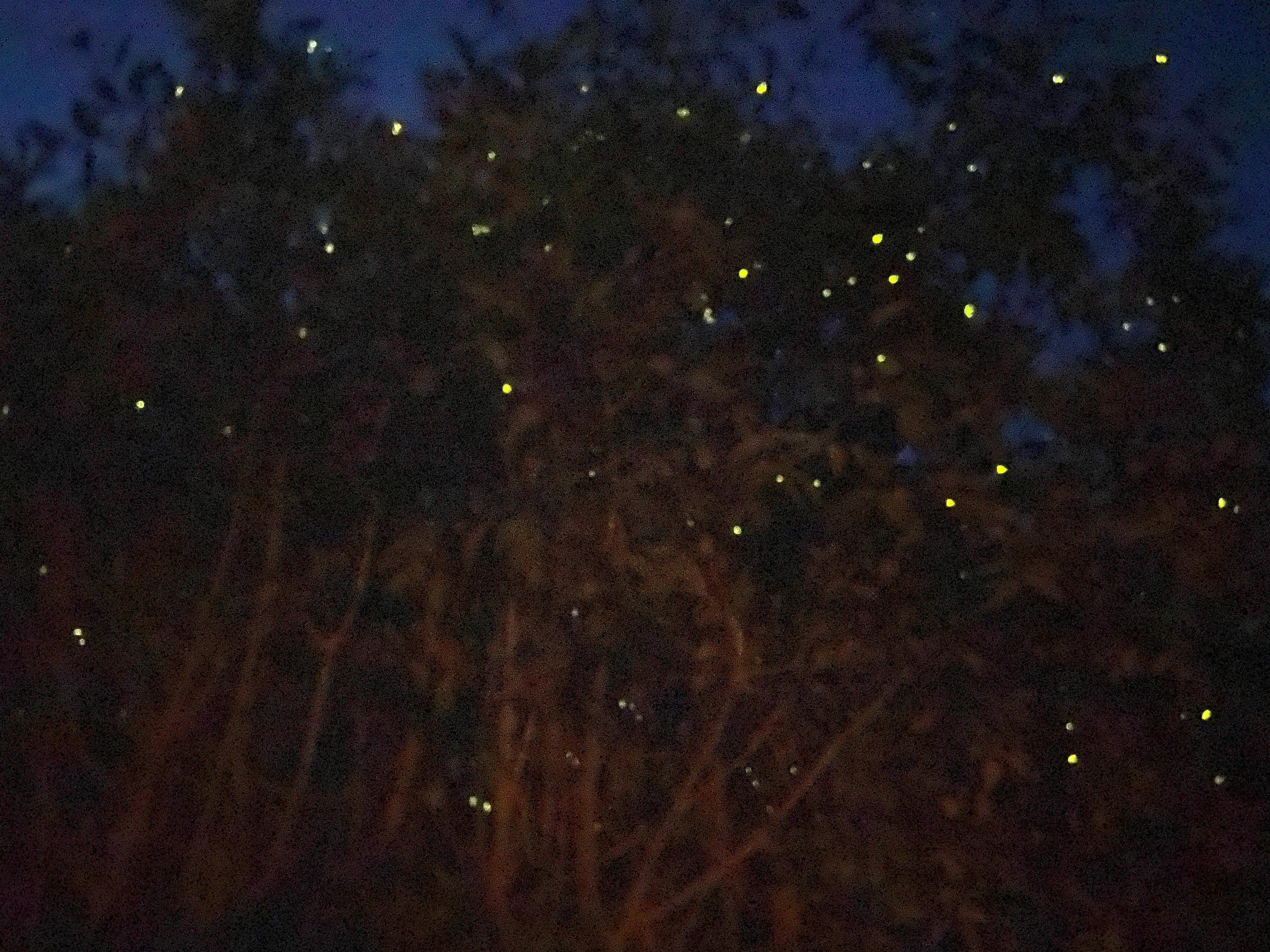 Kuala Selangor Fireflies & Blue Tears Night Tour