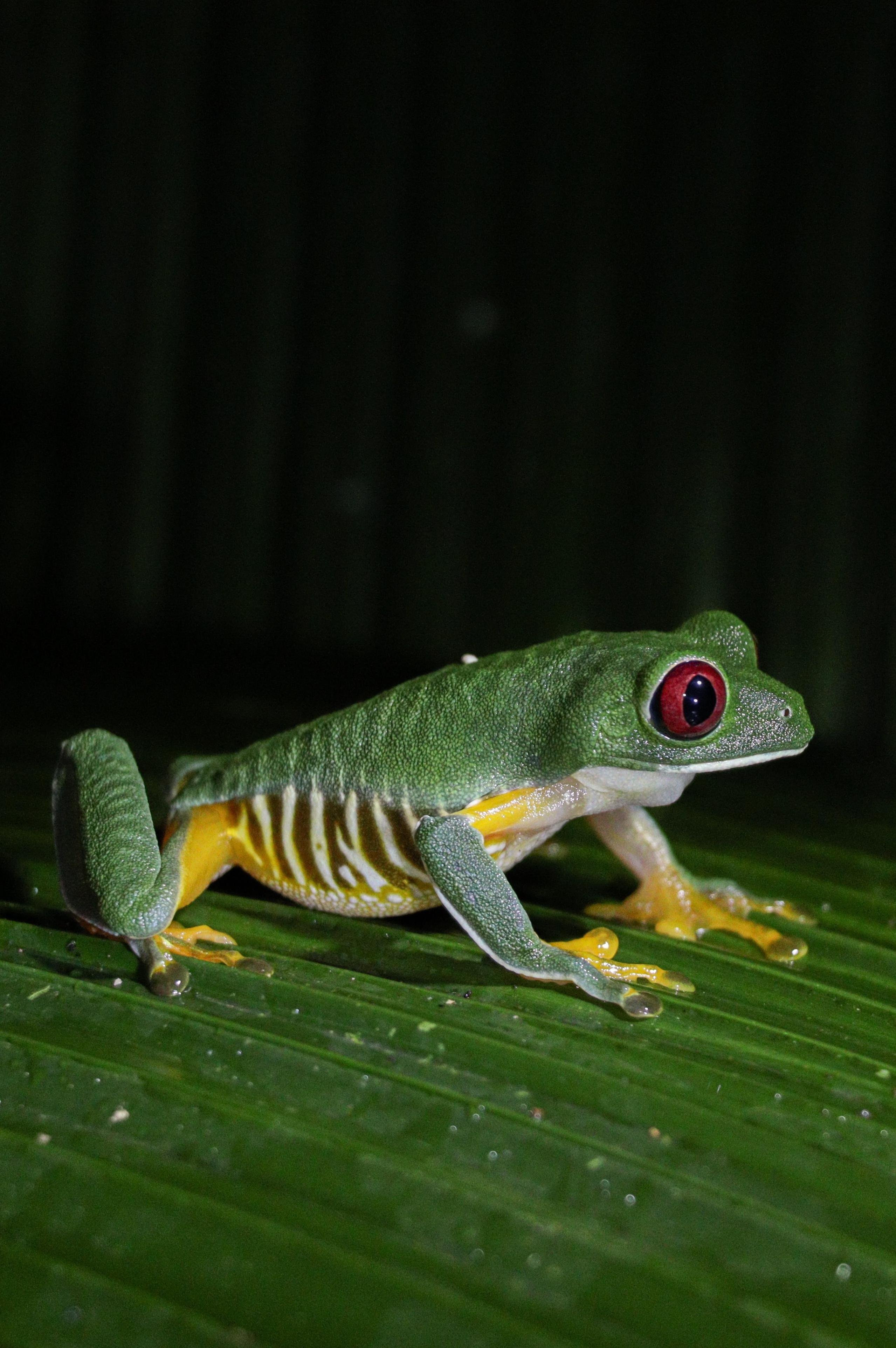 Manuel Antonio Nocturnal Wildlife Exploration