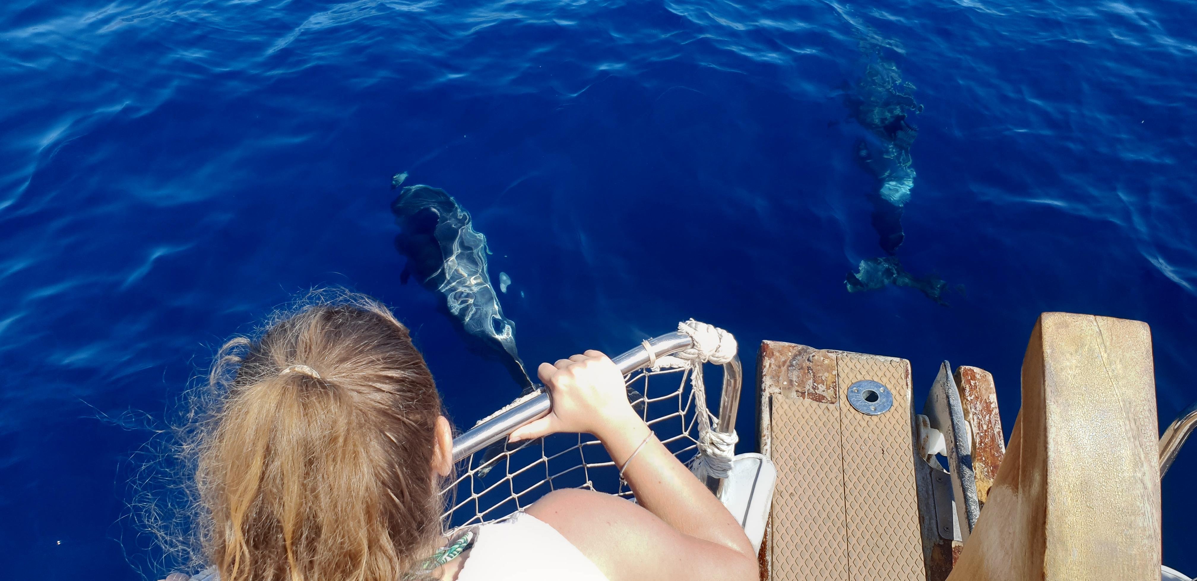 Estepona Coastal Cruise with Dolphin Watching