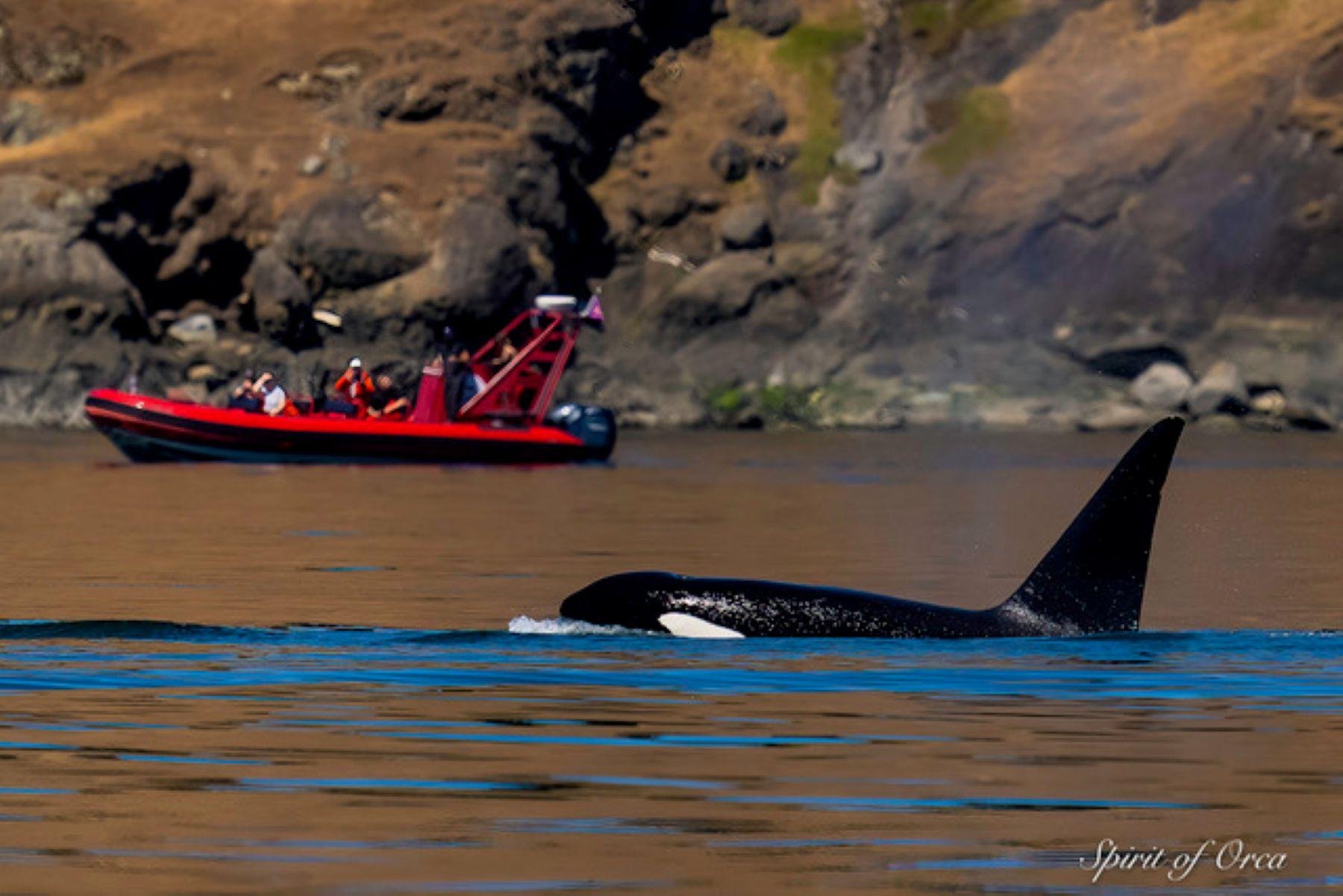 Salish Sea Wildlife Boat Cruise