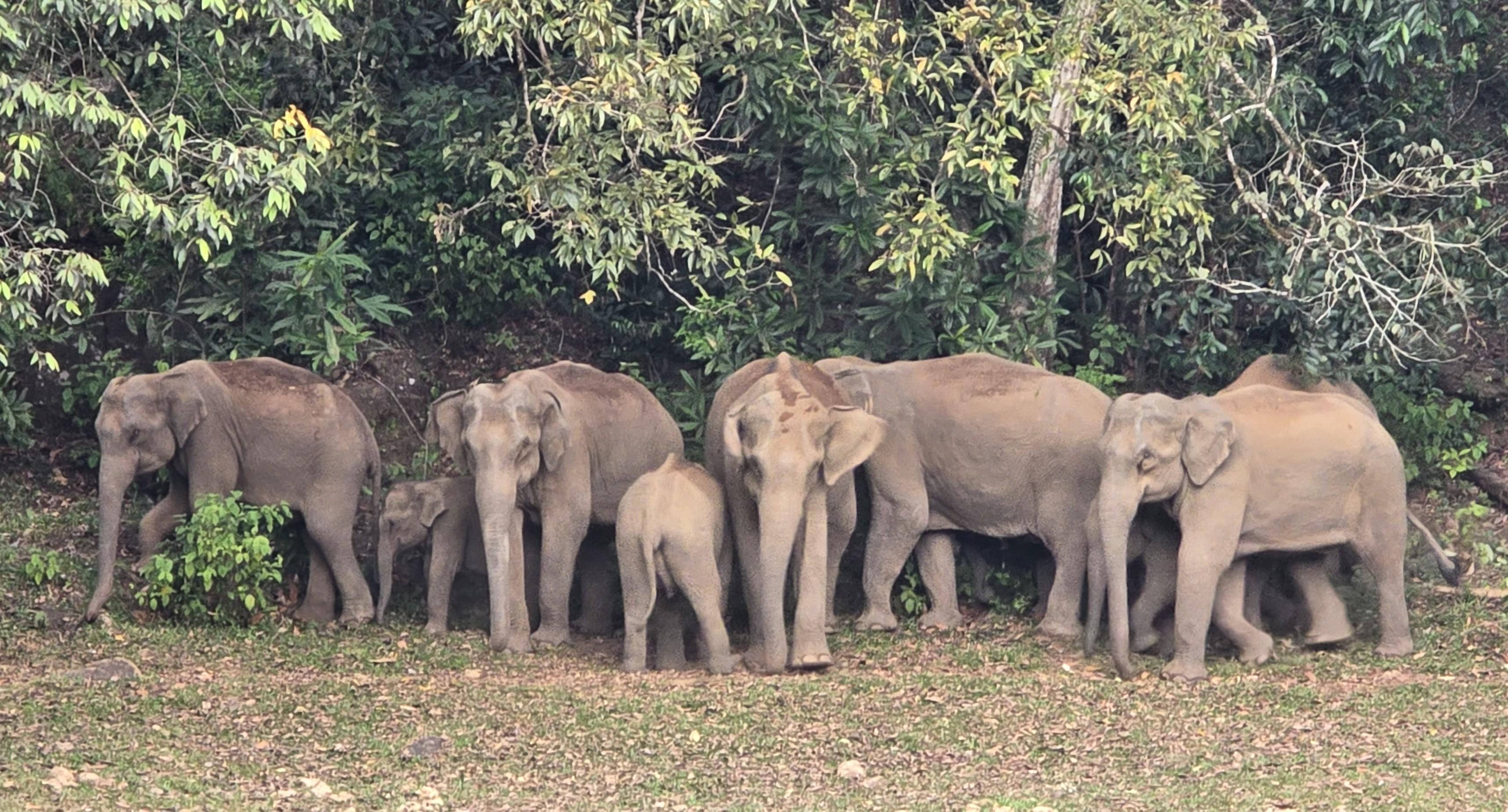Munnar: Wild Elephant Jeep Safari in Anakulam