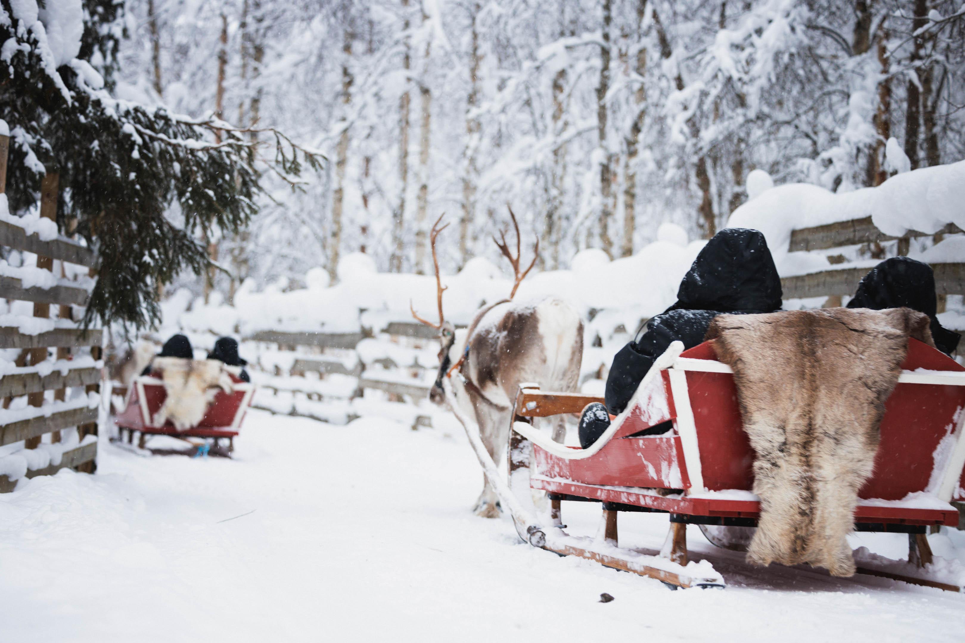 Rovaniemi: Husky Sleigh & Reindeer Farm Adventure