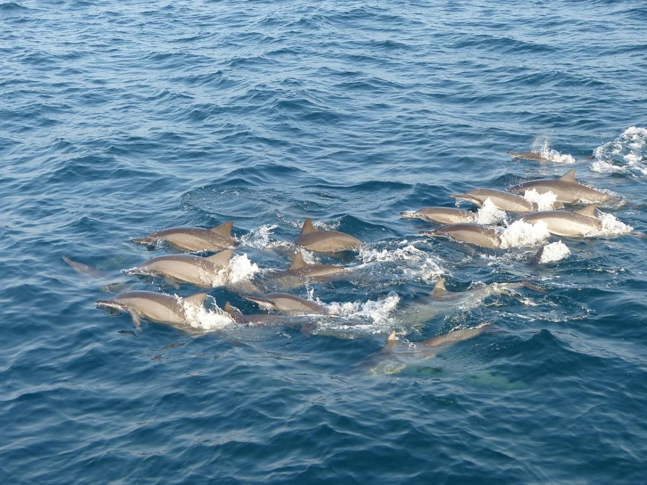 Mirissa Whale & Dolphin Watching Expedition