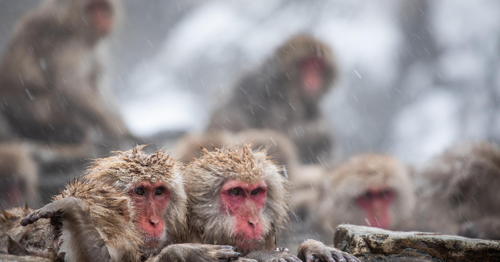 Nagano Snow Monkey & Zenkoji Temple Private Day Tour from Tokyo