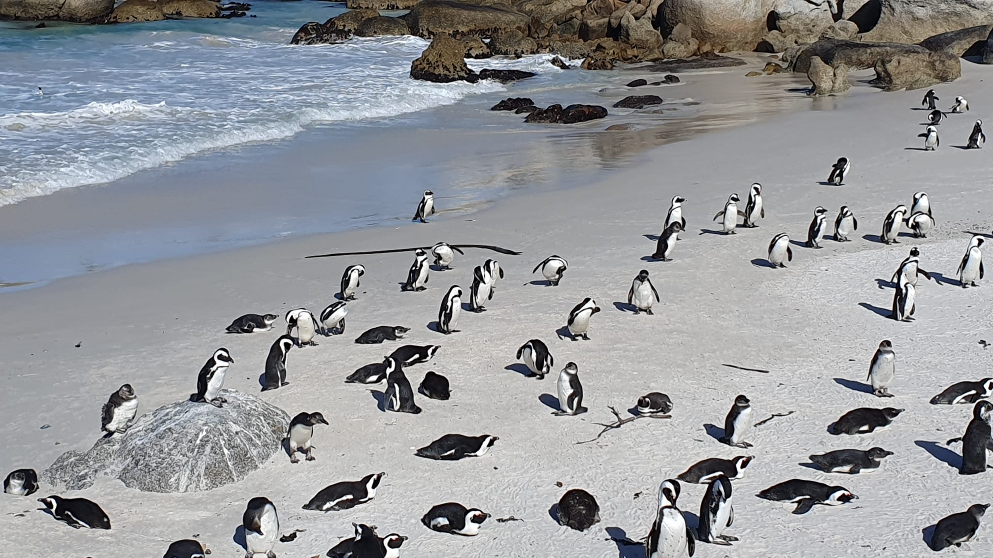 Cape Town Full-Day Tour: Table Mountain, Cape Point & Penguins