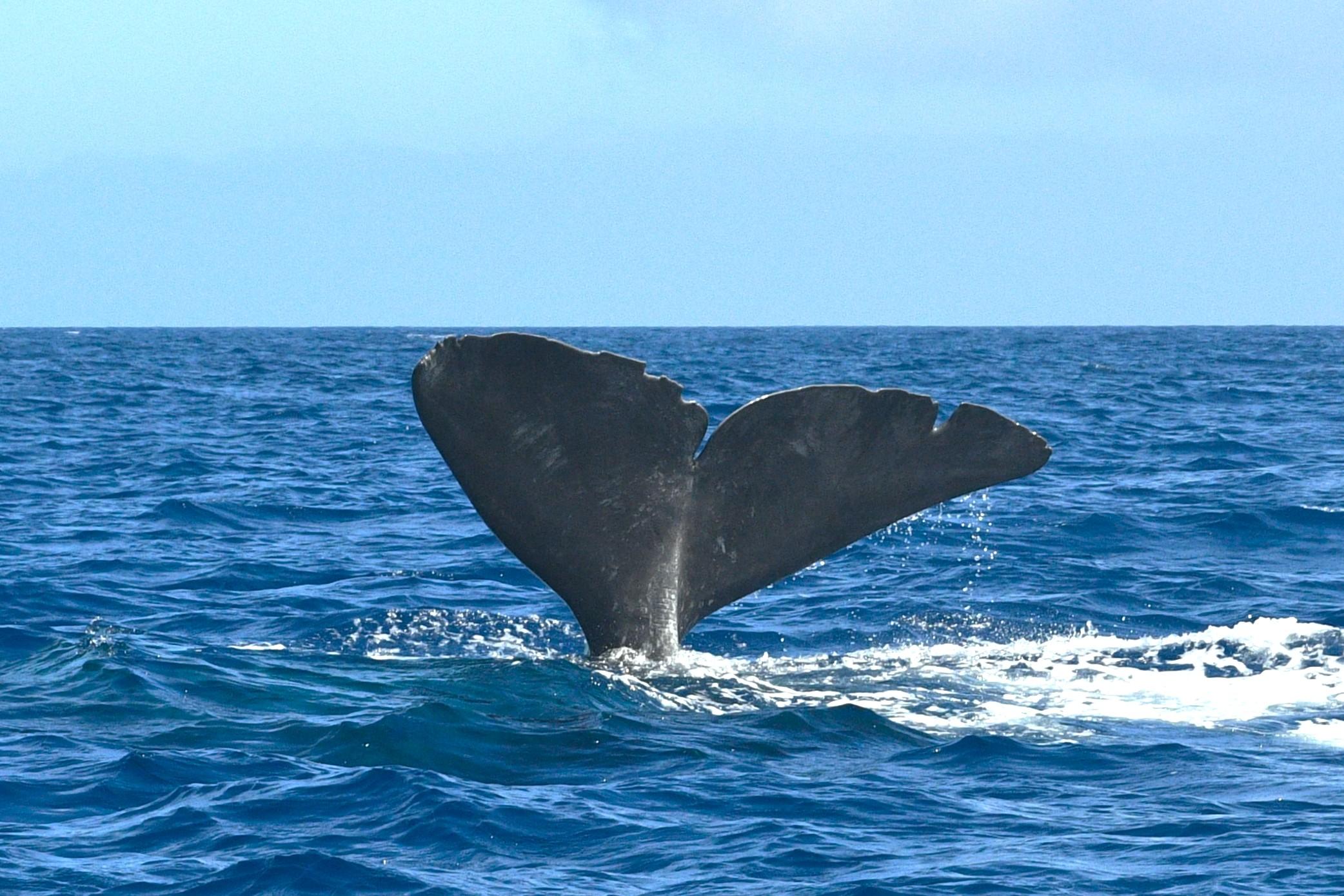 Azores Whale & Dolphin Watching Adventure