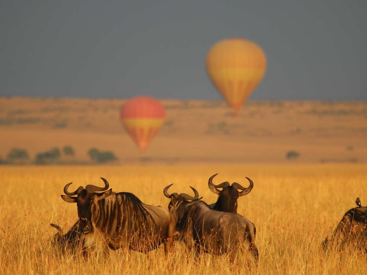 Maasai Mara Hot Air Balloon Safari with Bush Breakfast