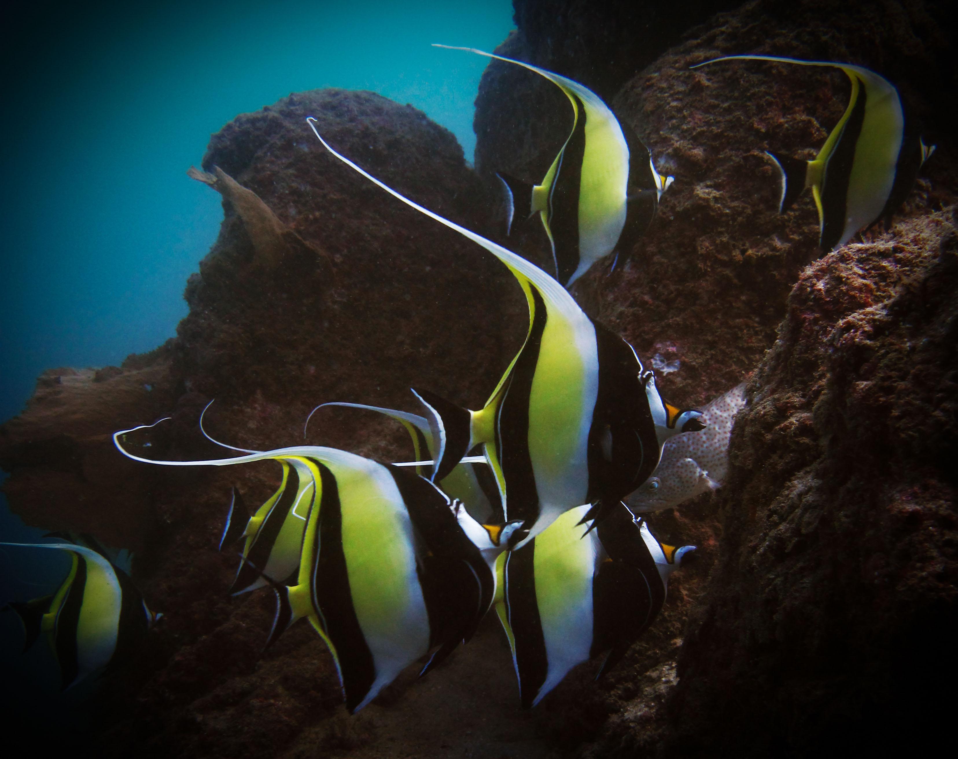 Cabo San Lucas Marine Park: Two-Tank Scuba Diving Adventure