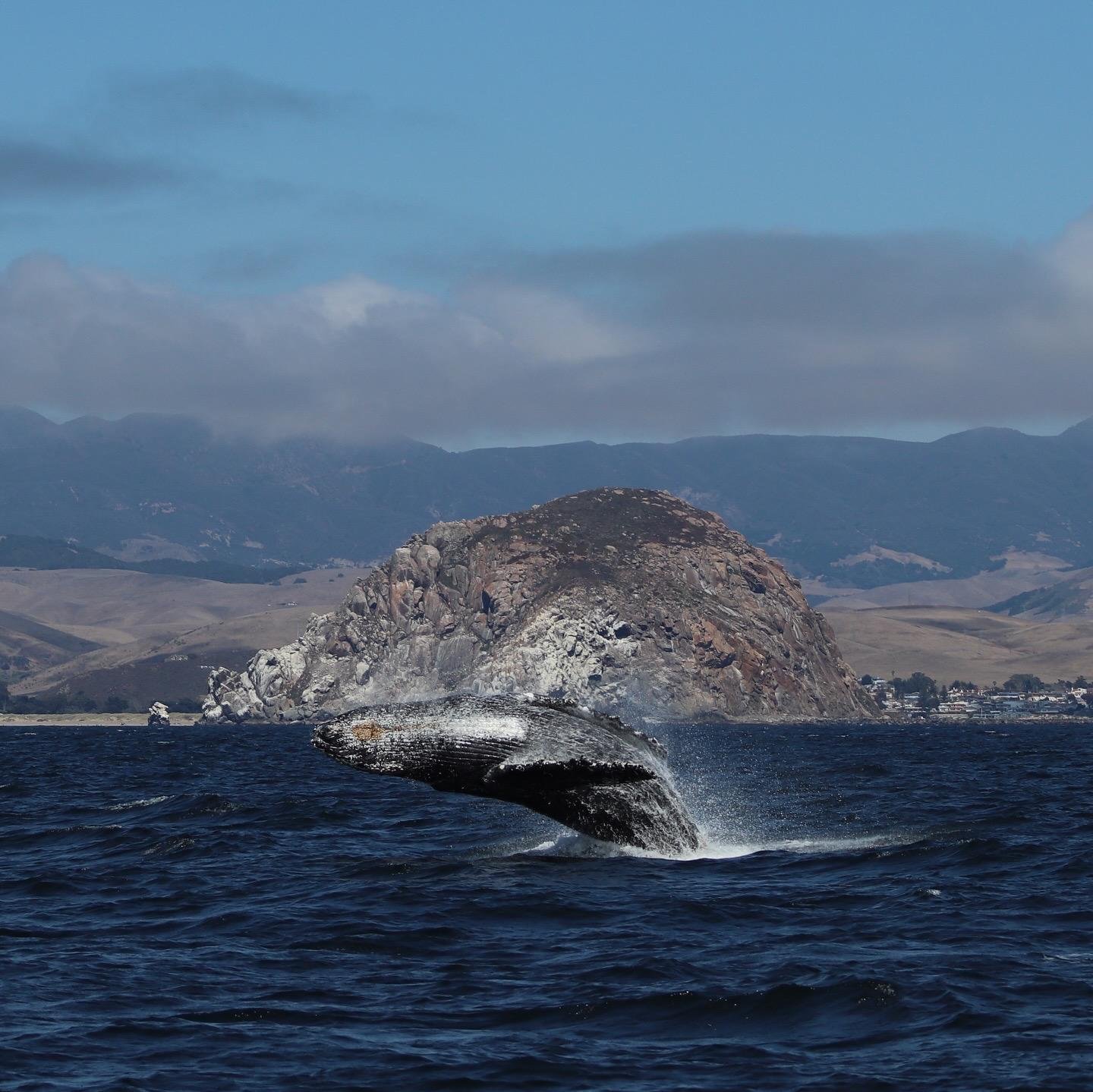 Morro Bay: Whale Watching with Lost Isle Adventures