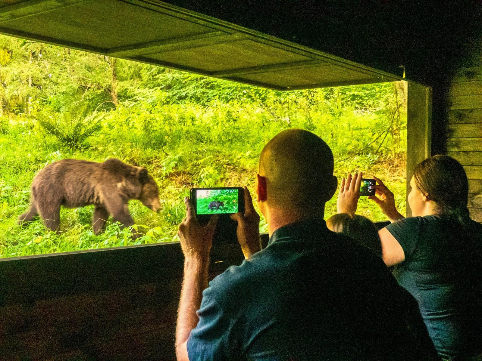 Carpathian Bear Observation Experience