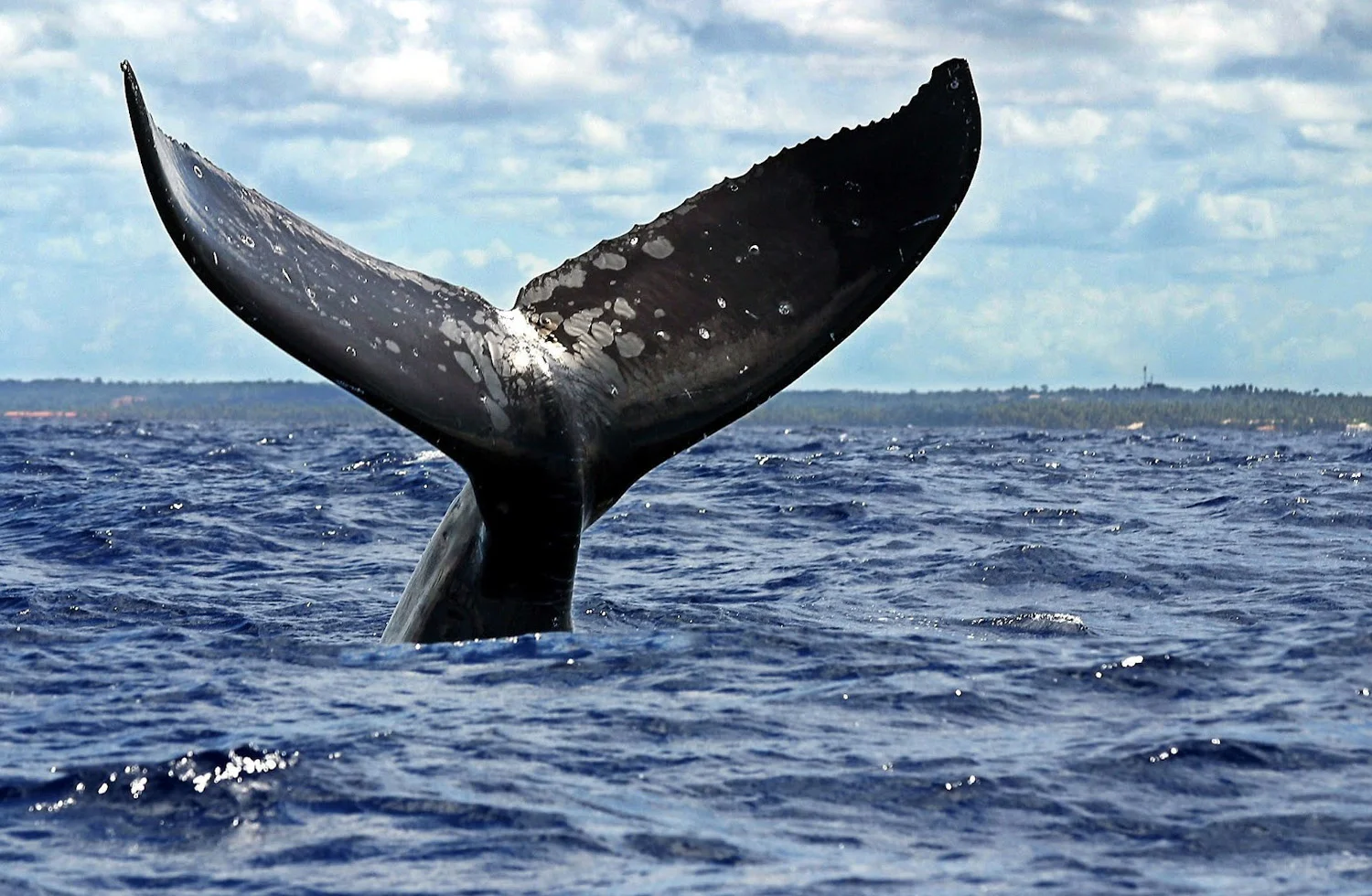 Samaná Peninsula & El Limón Waterfall Full-Day Excursion