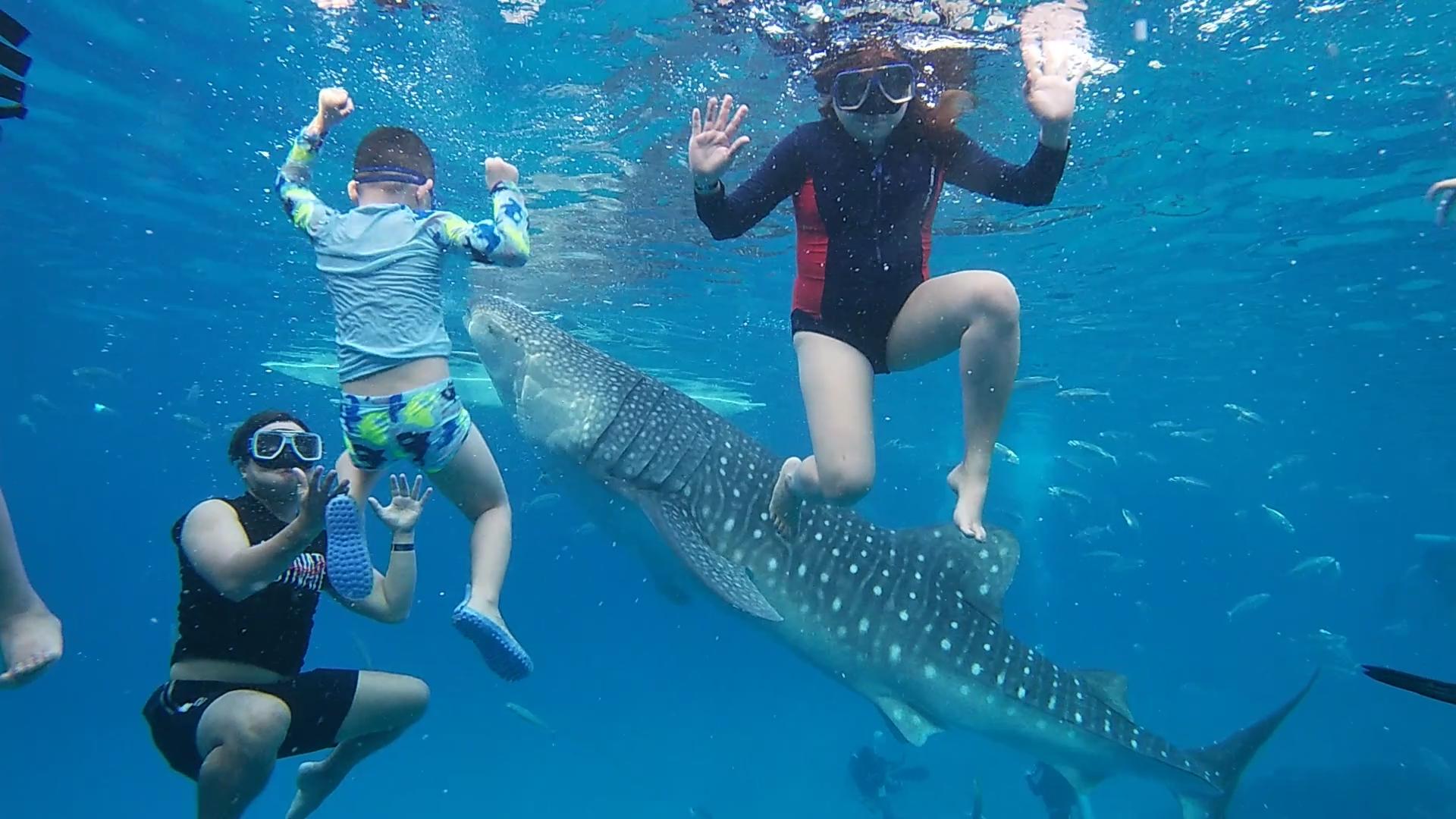 Cebu Full-Day Adventure: Whale Sharks, Kawasan Falls & Moalboal Sardines