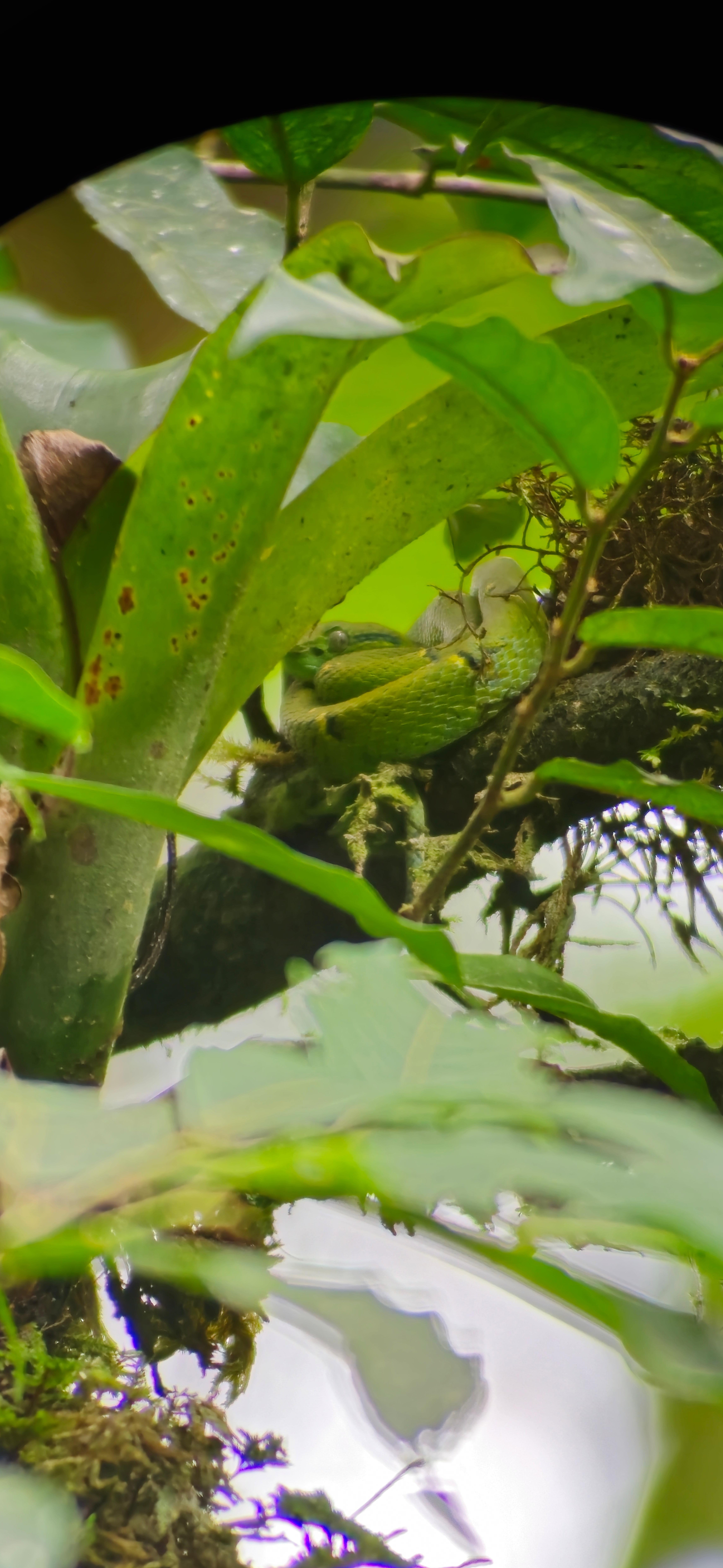 Monteverde Cloud & Transitional Forest Guided Walk