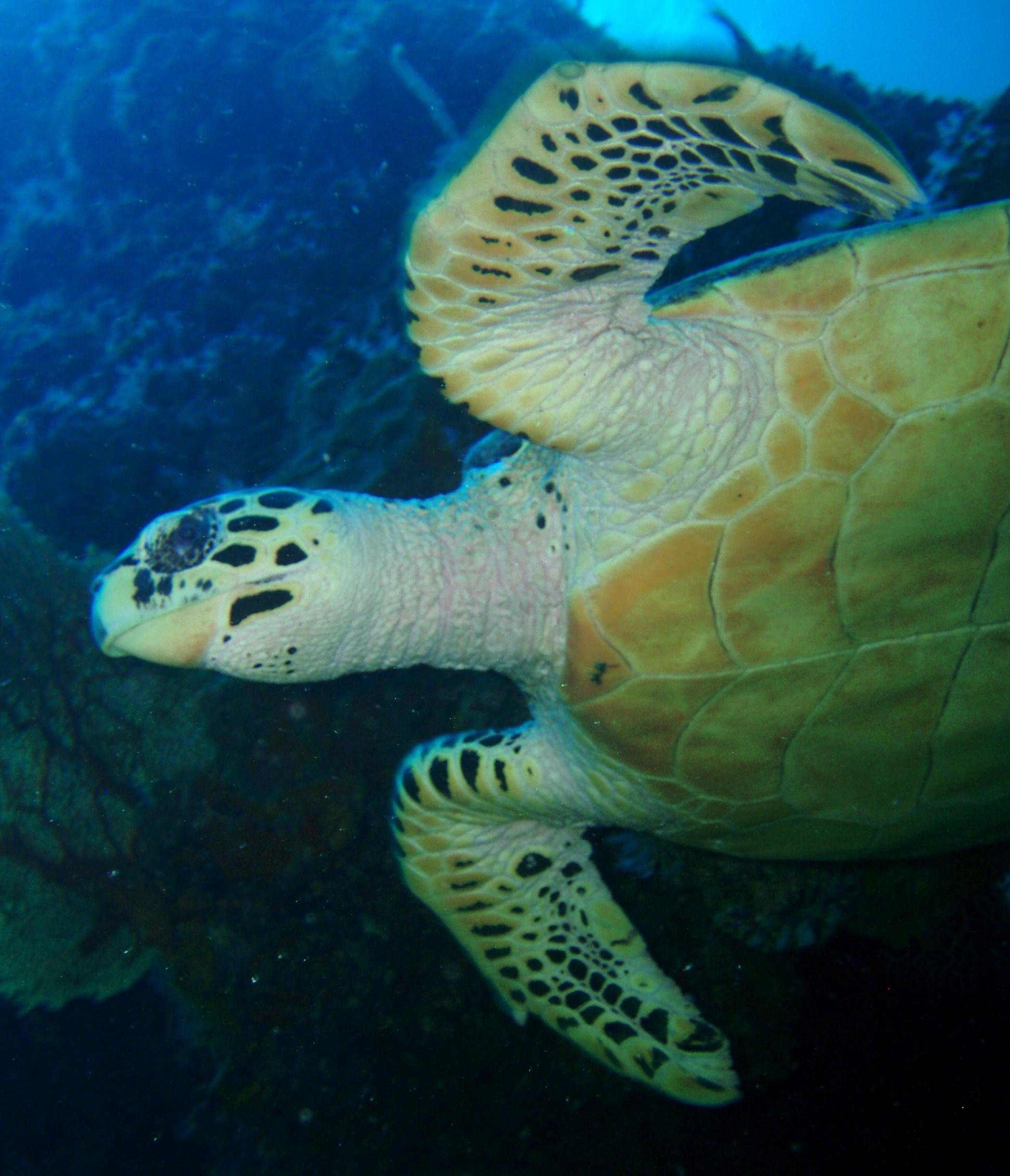 Phi Phi PADI Discover Scuba: 2-Dive Beginner Experience