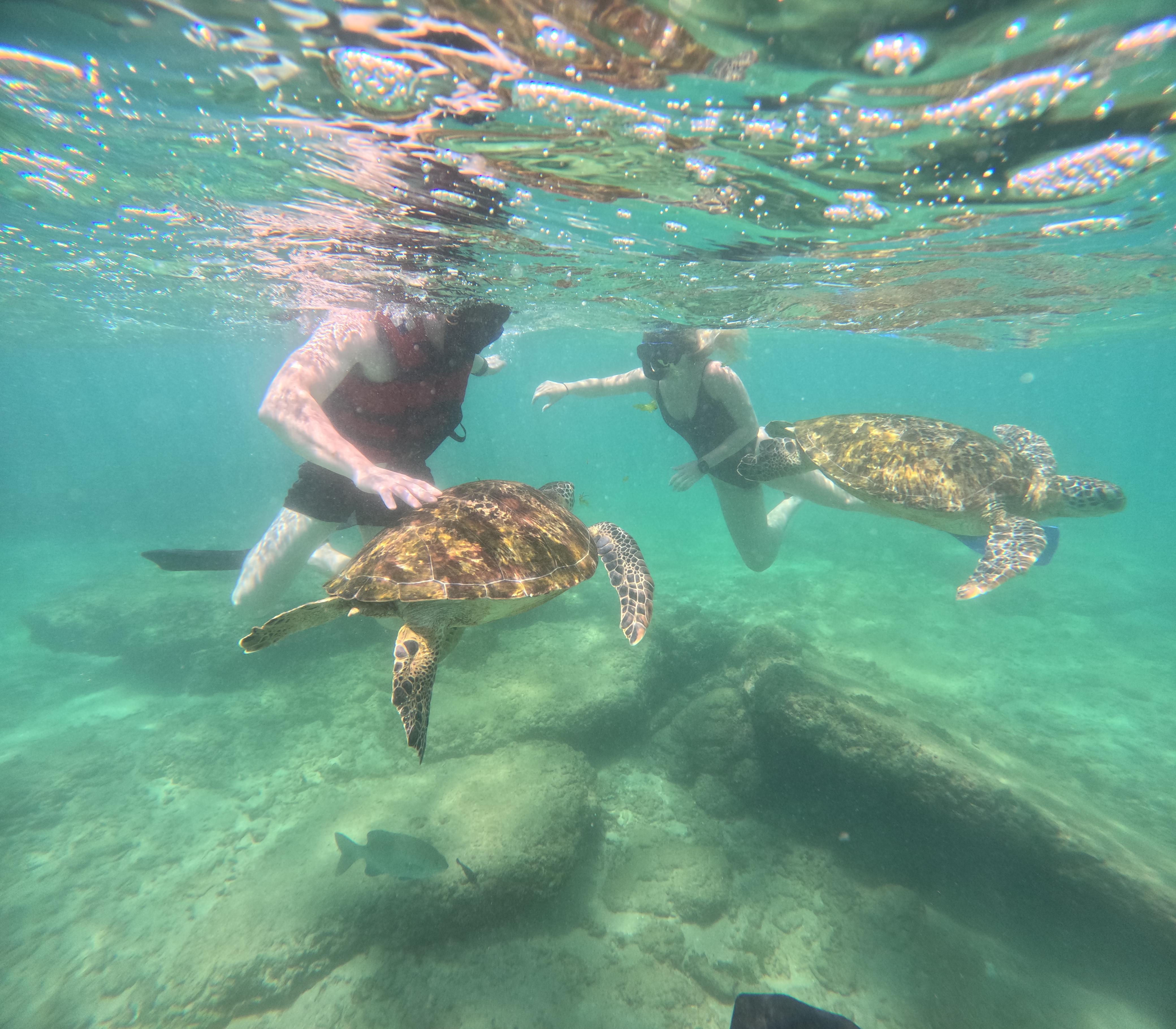 Mirissa Blue Whale Safari & Turtle Snorkeling Adventure