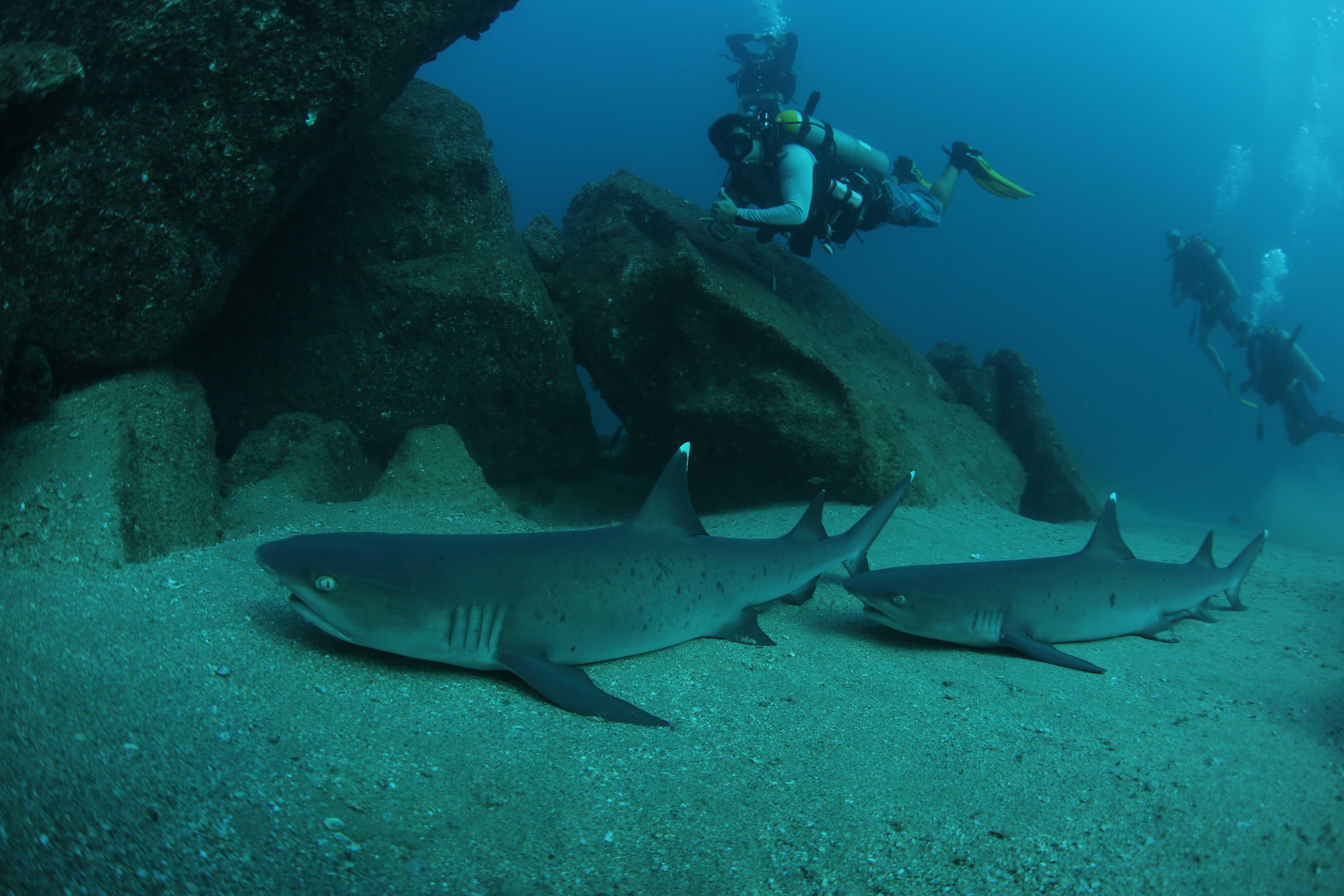 Cabo San Lucas Marine Park: Two-Tank Scuba Diving Adventure