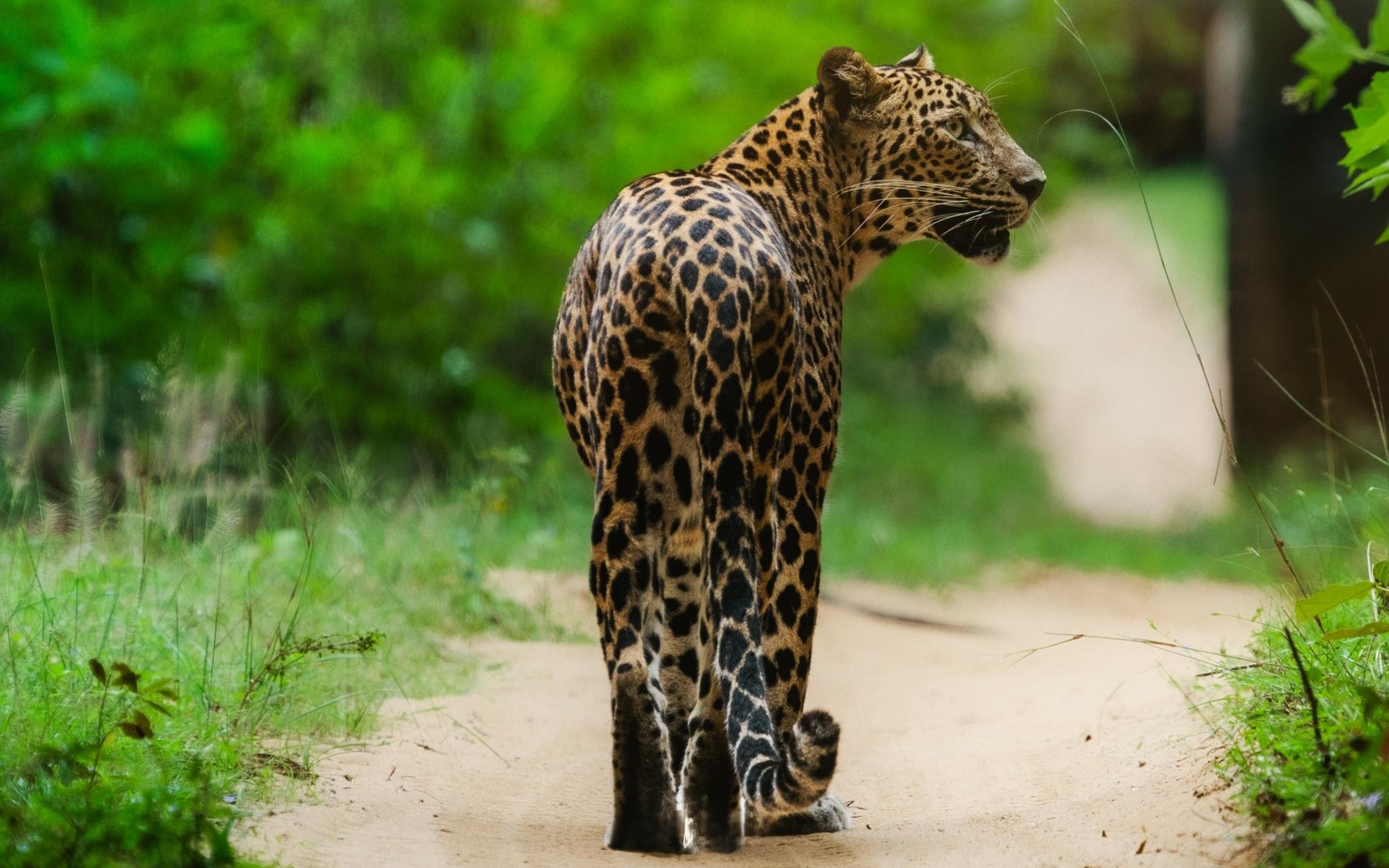 Full-Day Wilpattu National Park Safari Adventure