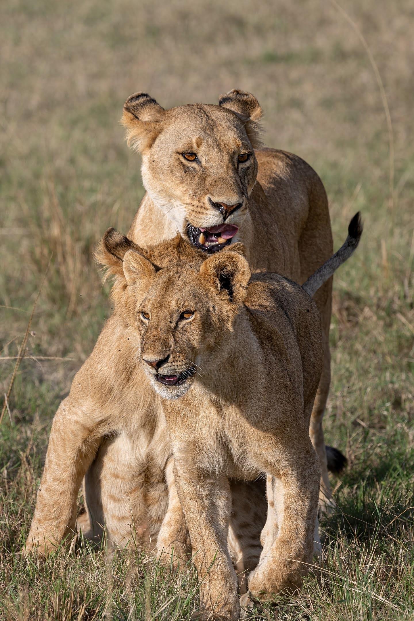 Maasai Mara Express: 1-Day Safari from Nairobi